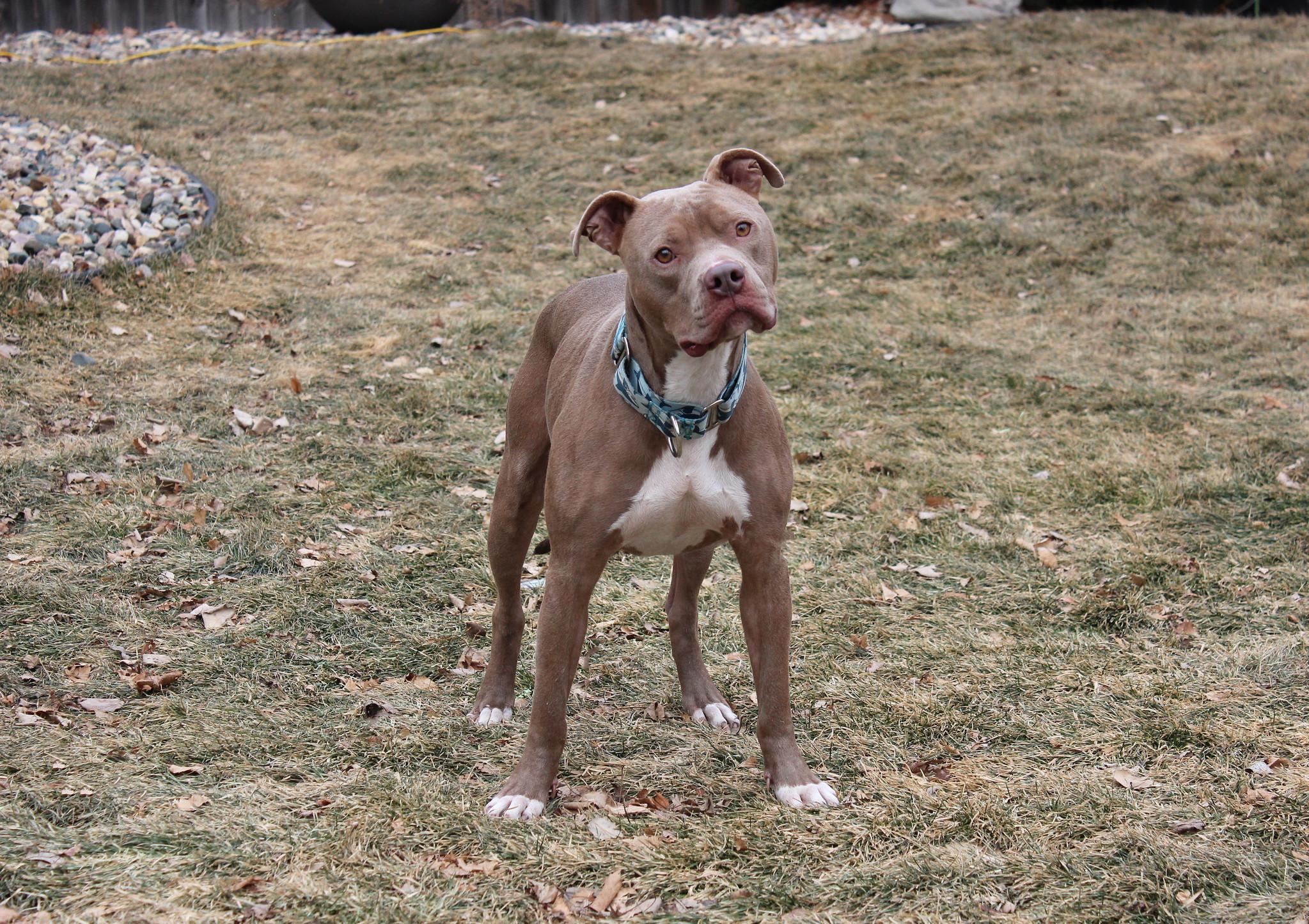 Shelby, a Adoptable mixed breed in Sioux Falls, SD image 6/6