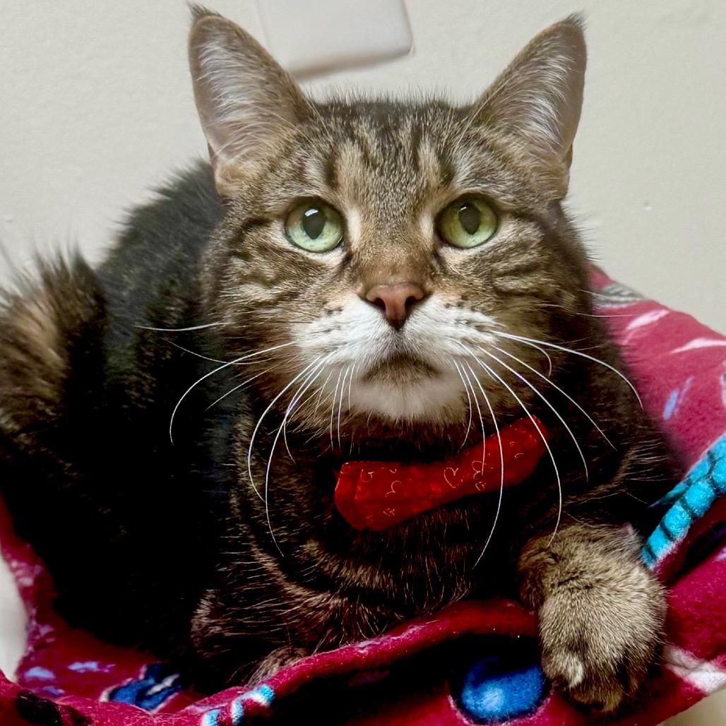 Sammy, Adoptable, Senior Male Domestic Short Hair.
