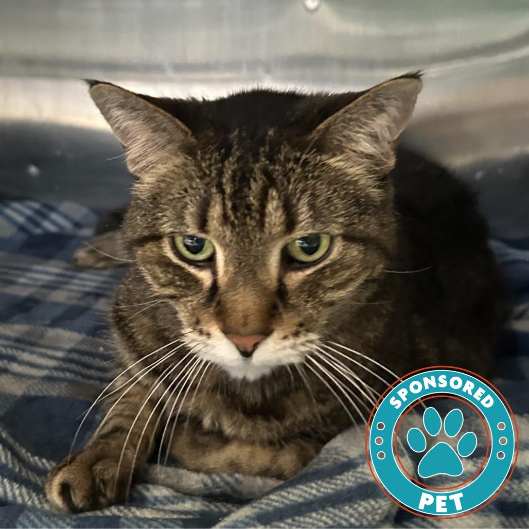 Enlarge Sammy, a Adoptable Domestic Short Hair in Lakeland, FL image 1/1