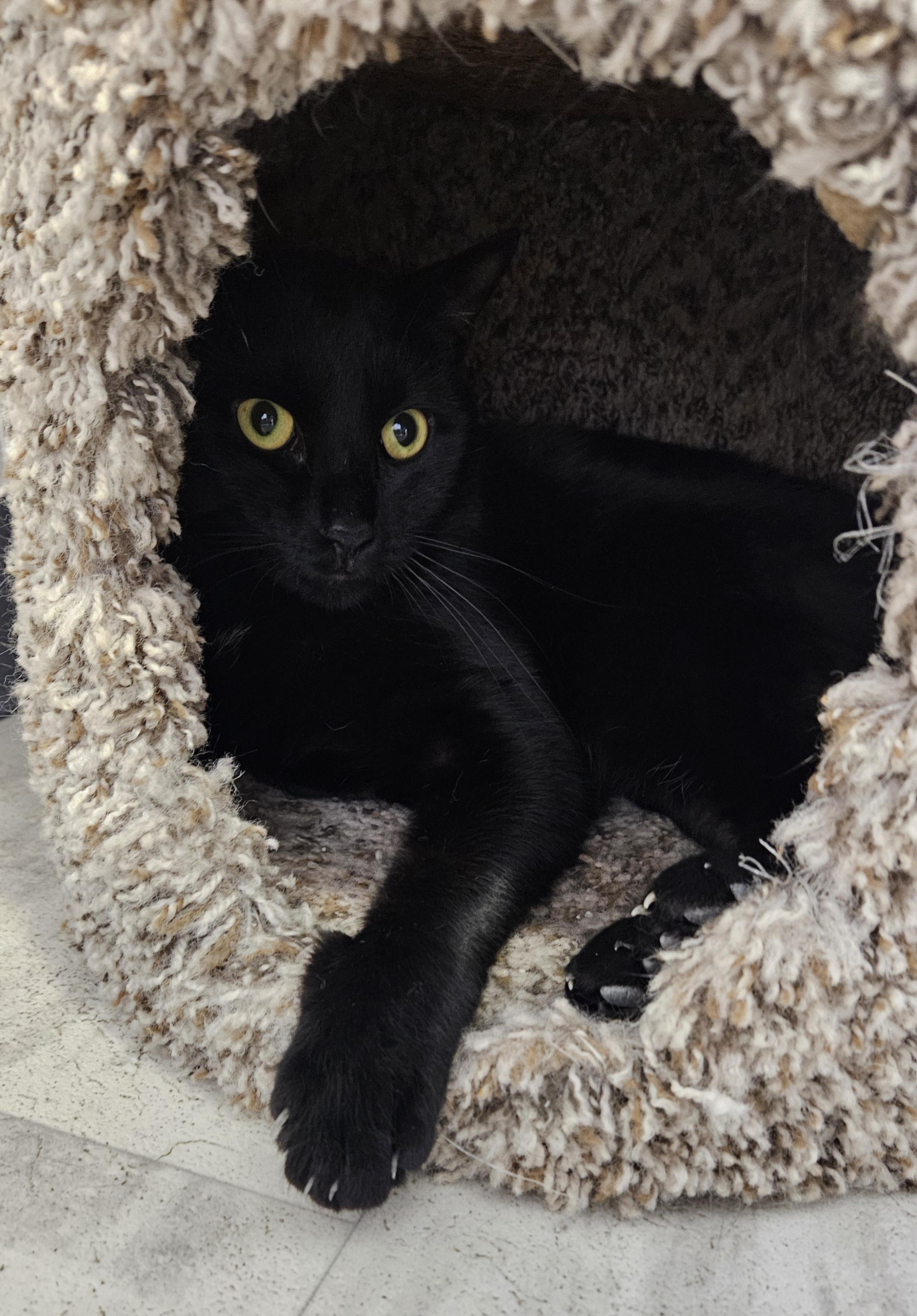 Enlarge Blackberry, a Adoptable Domestic Short Hair in Brockport, NY image 2/6