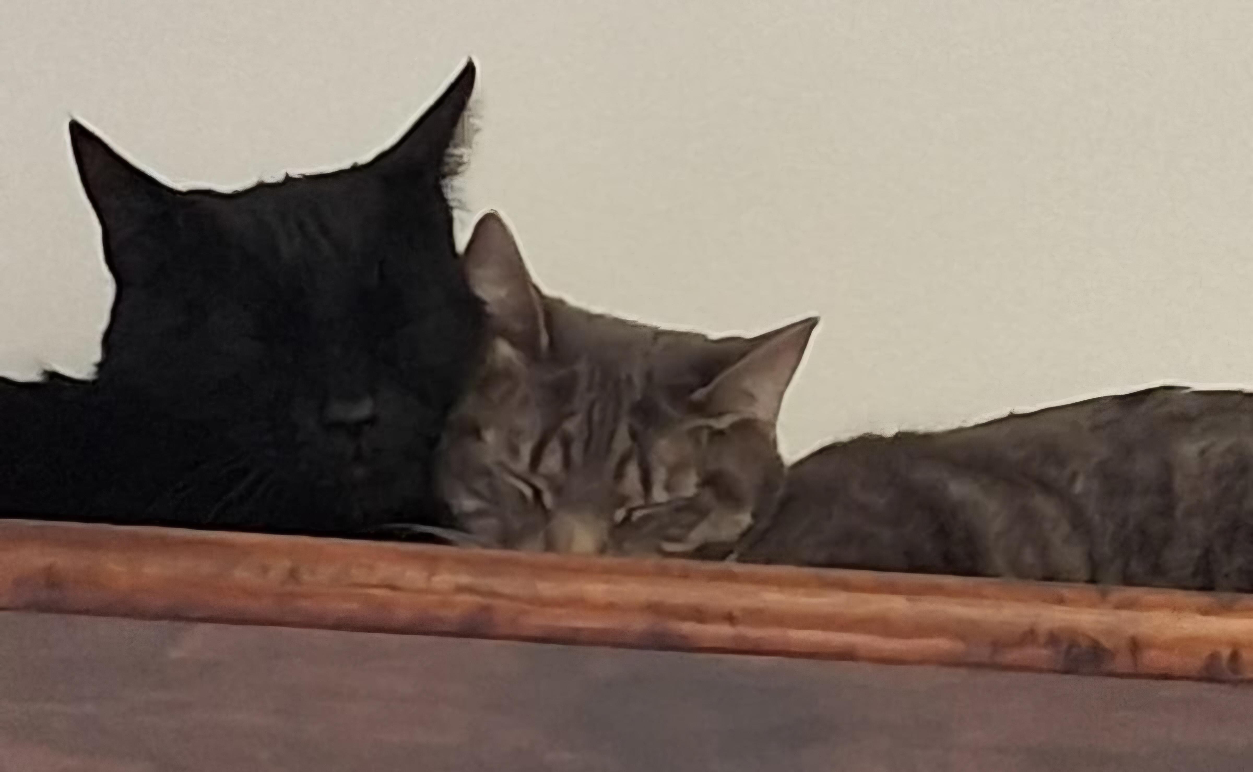 Enlarge Blackberry, a Adoptable Domestic Short Hair in Brockport, NY image 5/6