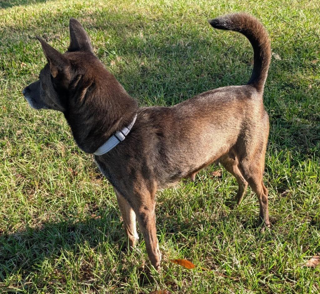 Lady-30 lbs of Sweetness!, Adoptable, Adult Female Carolina Dog & Dutch Shepherd.