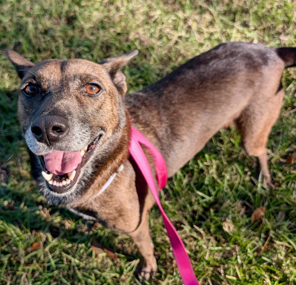 Lady-30 lbs-Fee Sponsored!, Adoptable, Adult Female Carolina Dog & Basenji.