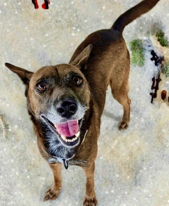 Lady-30 lbs-Fee Sponsored!, a Adoptable mixed breed in Fort Myers, FL image 2/4