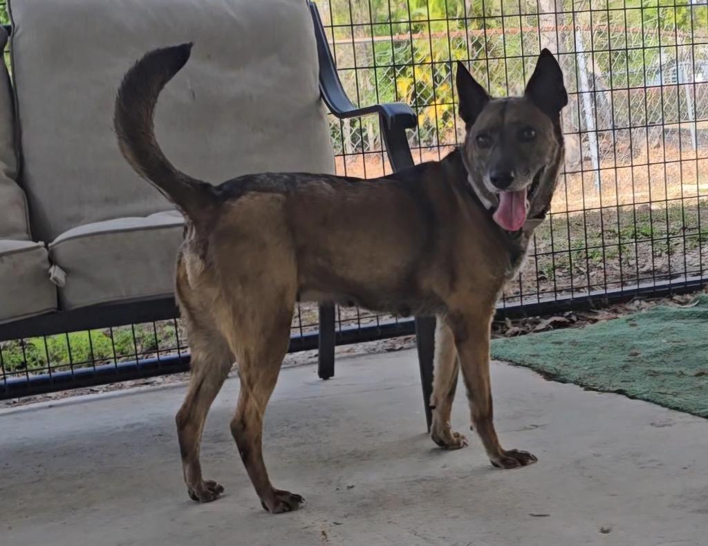 Lady-30 lbs-Fee Sponsored!, a Adoptable mixed breed in Fort Myers, FL image 4/4