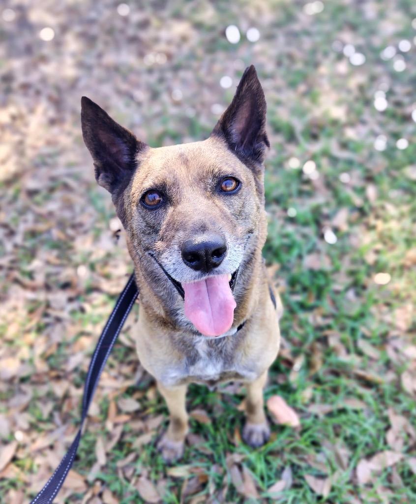 Enlarge Lady-30 lbs-Fee Sponsored!, a Adoptable mixed breed in Fort Myers, FL image 5/5