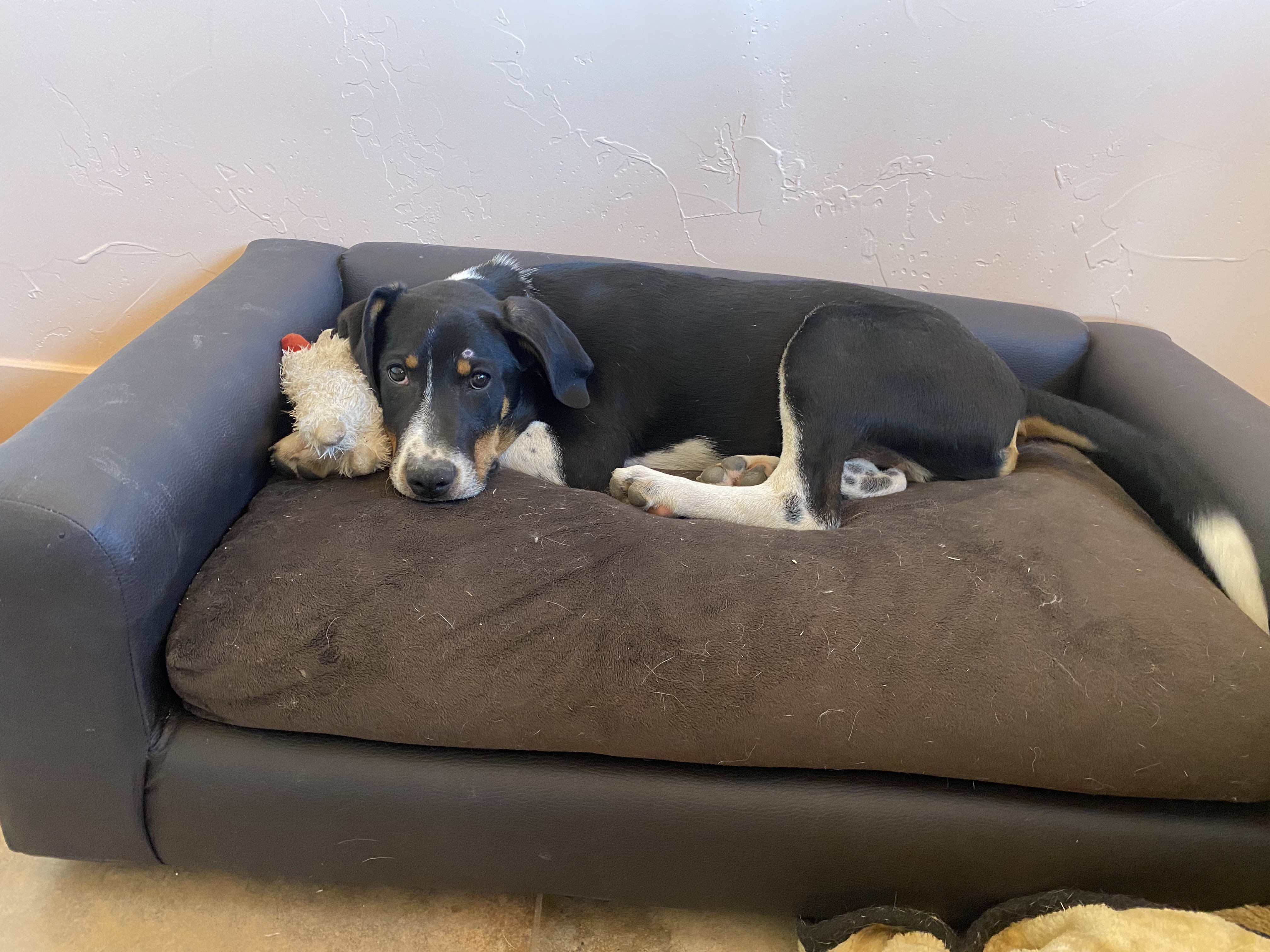 Hawkeye, Adopted, Puppy Male Labrador Retriever & Border Collie.