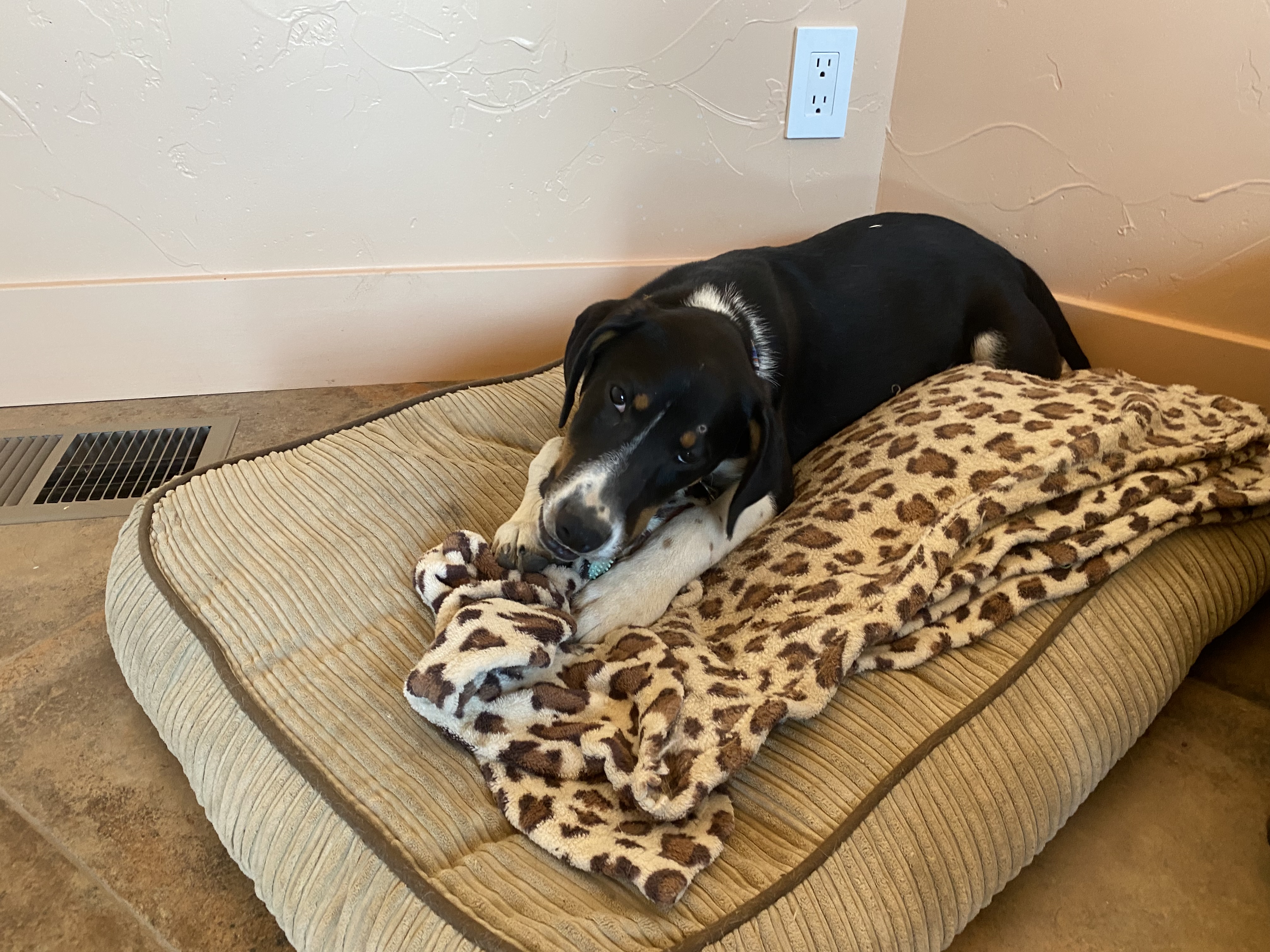 Hawkeye, a Adopted mixed breed in Gardnerville, NV image 6/6