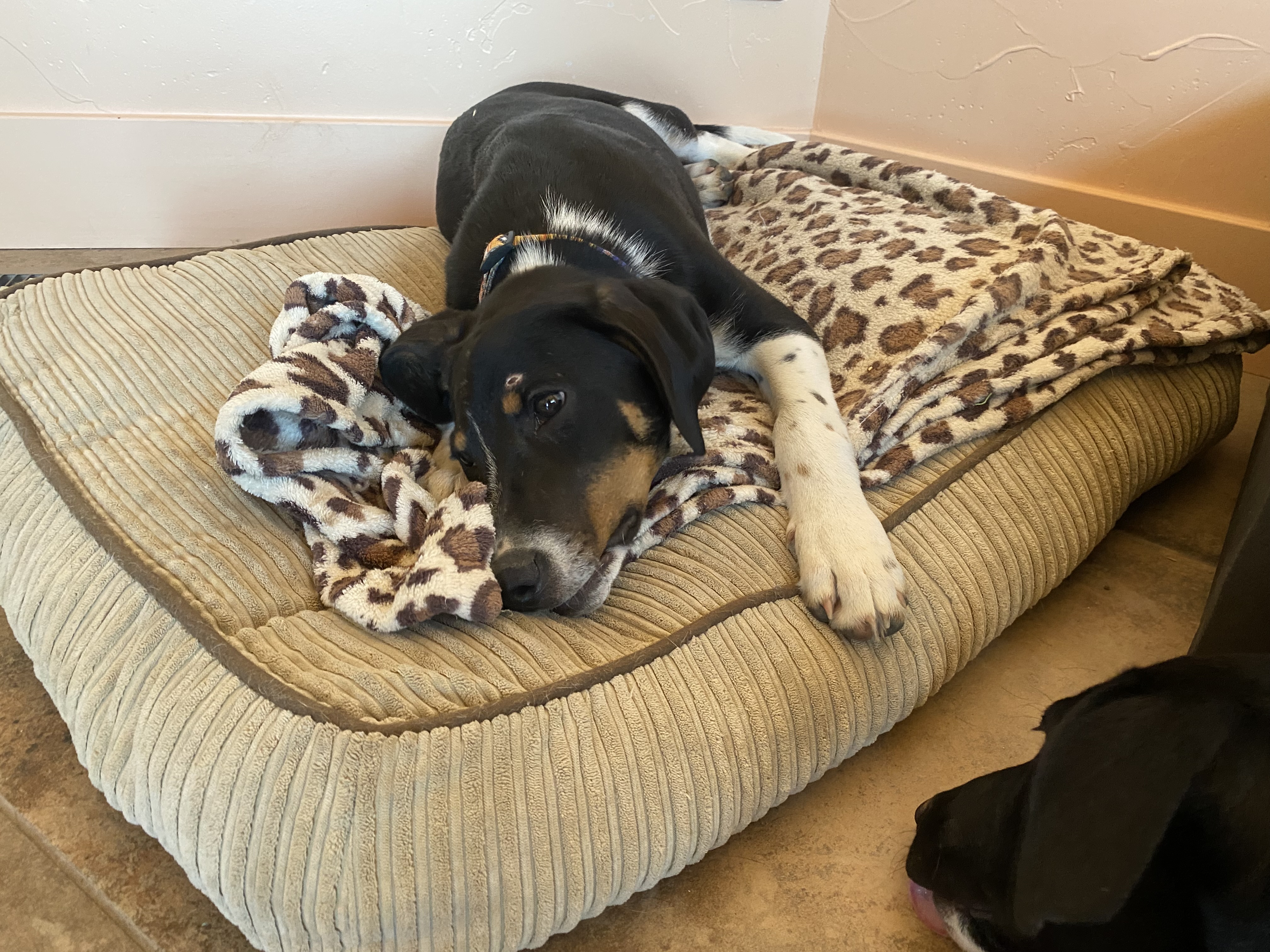 Hawkeye, a Adopted mixed breed in Gardnerville, NV image 4/6