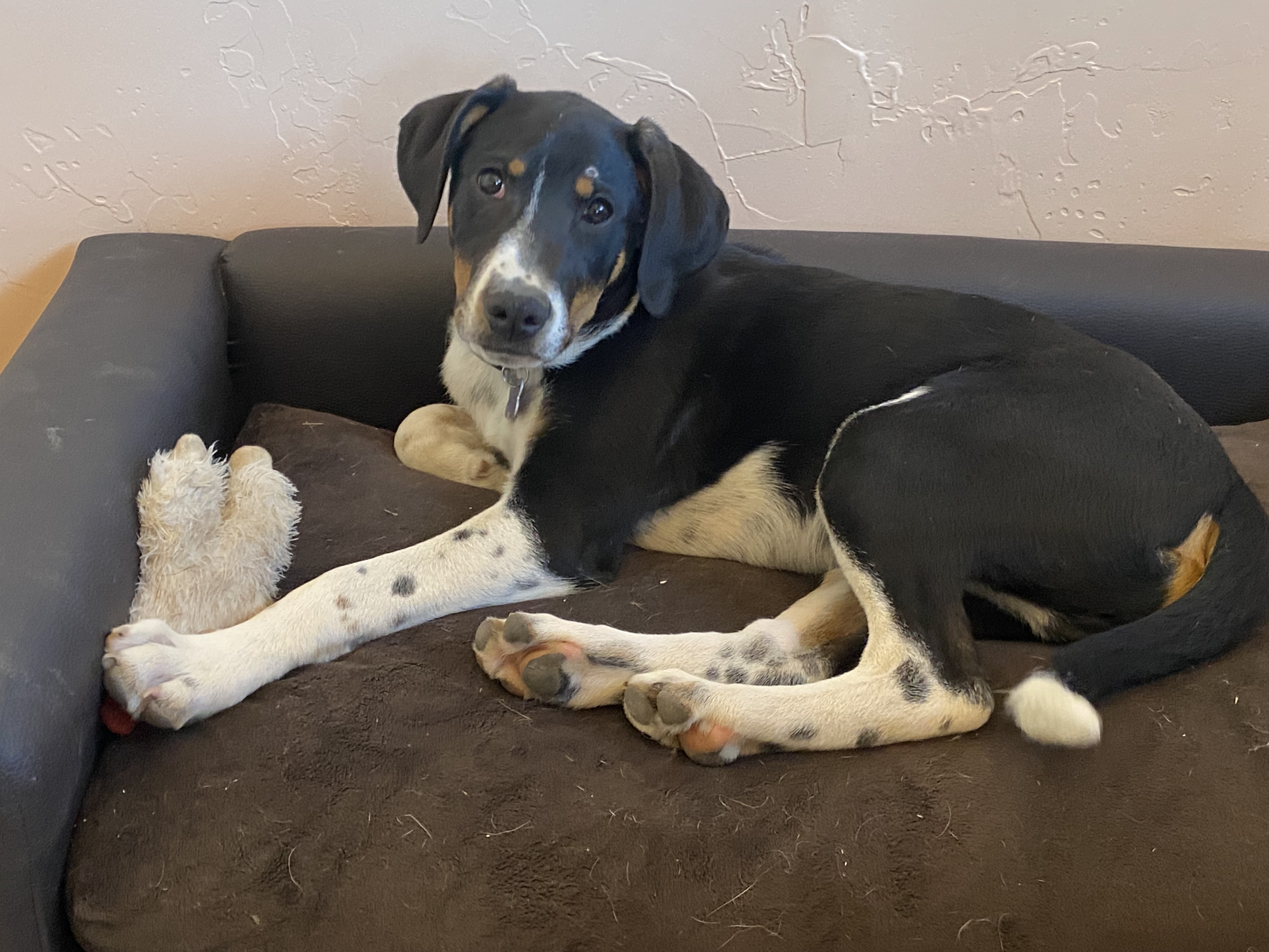 Hawkeye, a Adopted mixed breed in Gardnerville, NV image 1/6