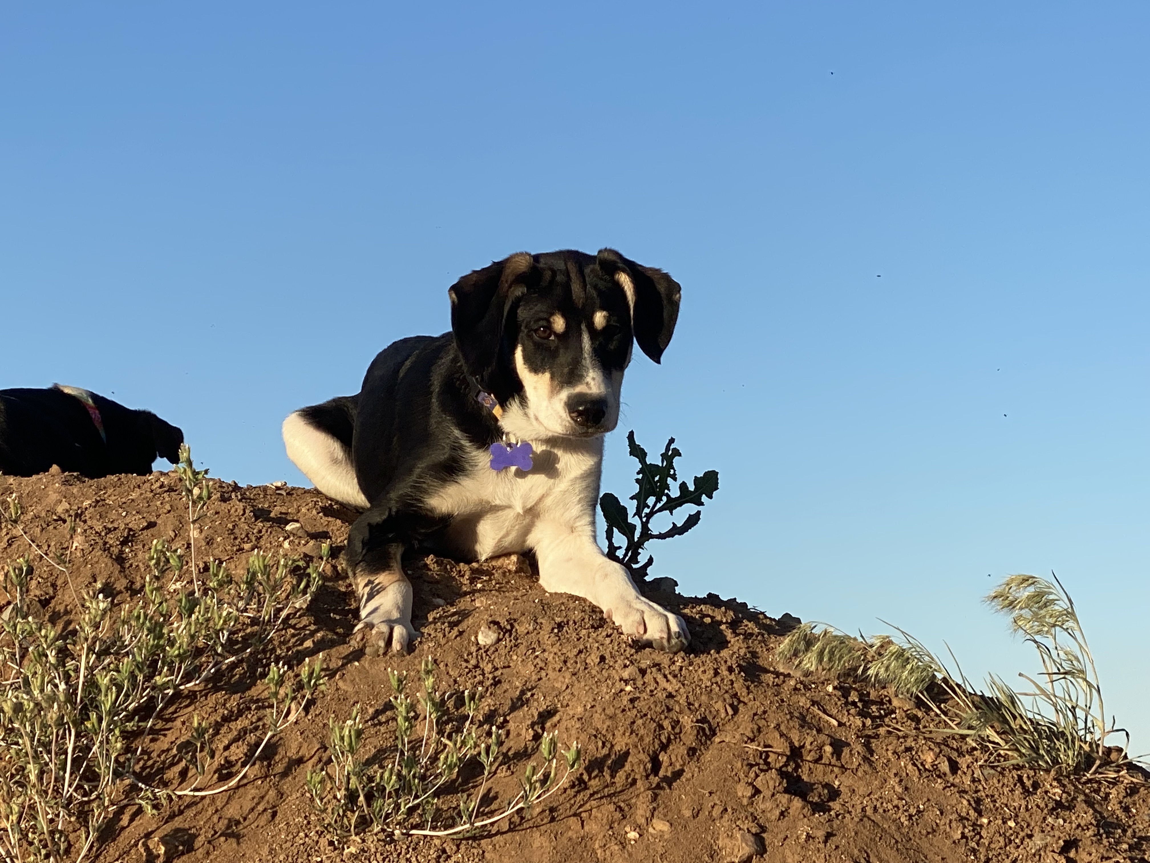 Hawkeye, a Adopted mixed breed in Gardnerville, NV image 2/6