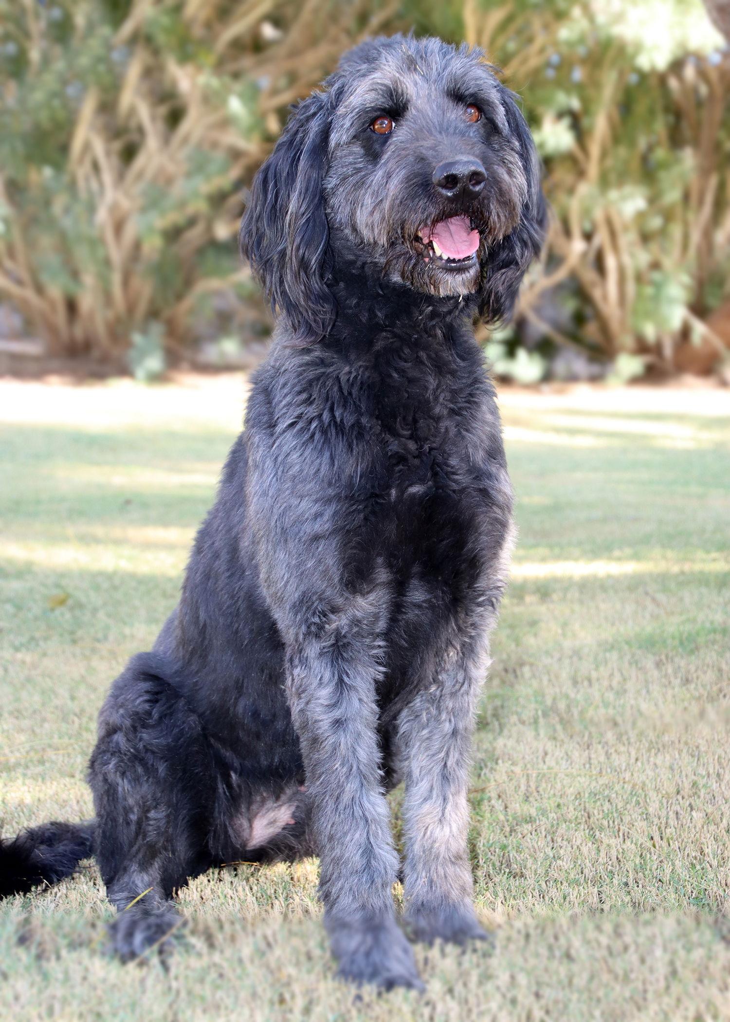 Oakley, Adopted, Young Female Golden Retriever & Standard Poodle.