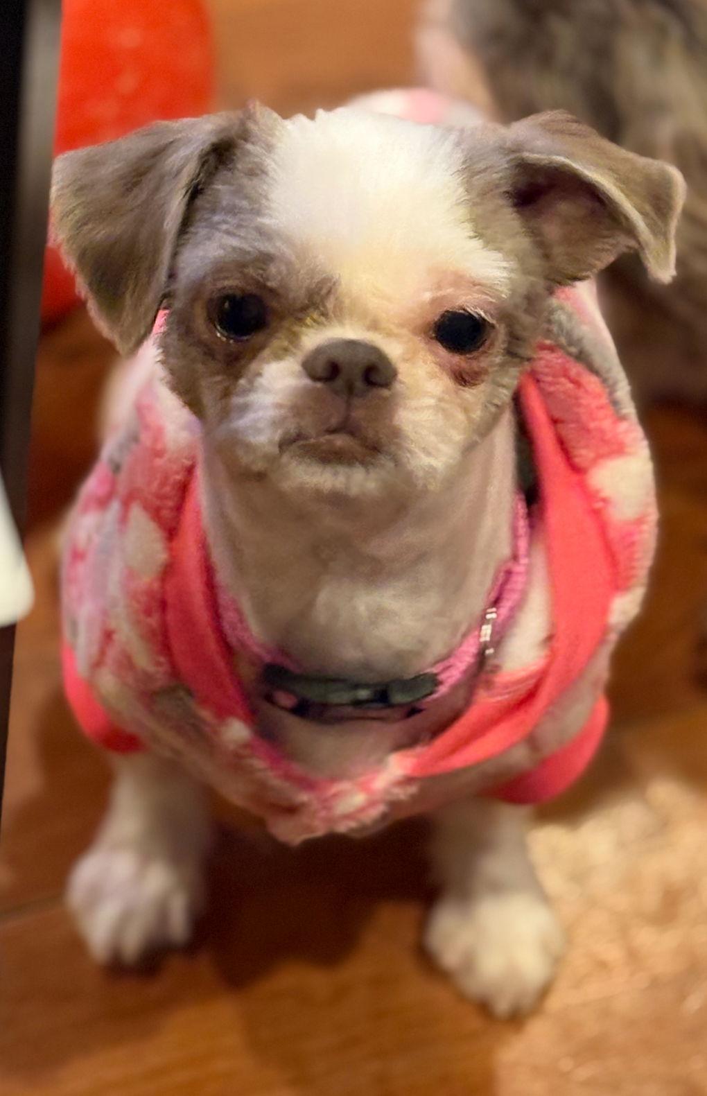 Olive, Adopted, Young Female Havanese.