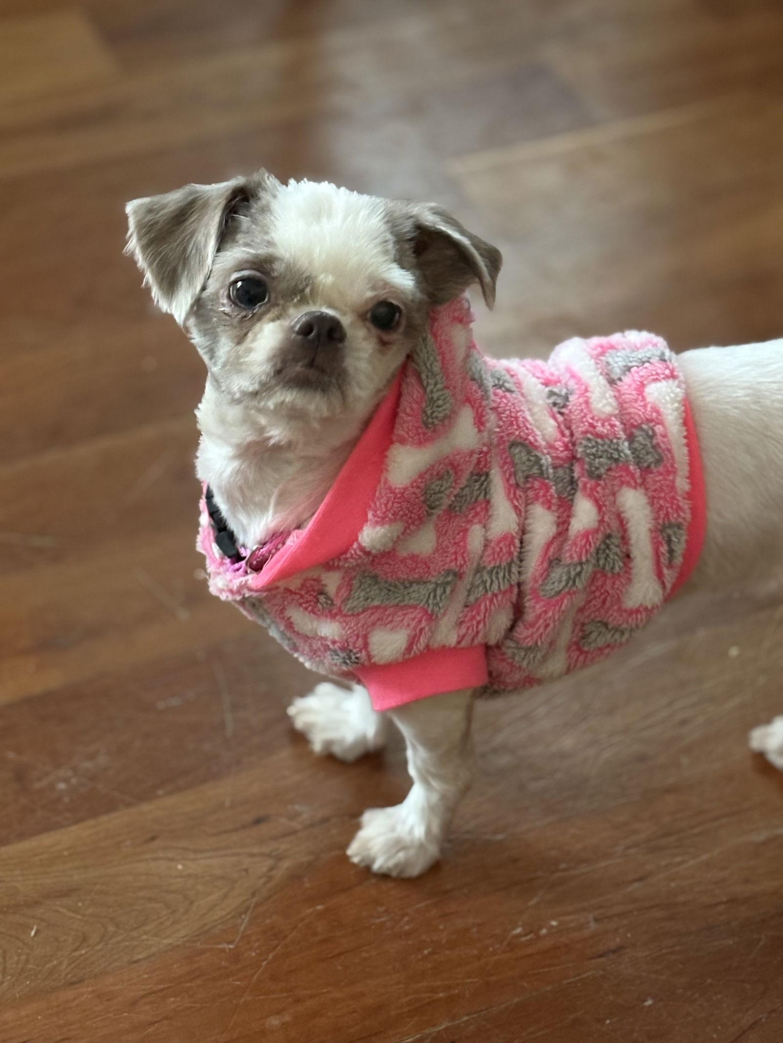 Enlarge Olive, a Adopted Havanese in Cuyahoga Falls, OH image 2/3