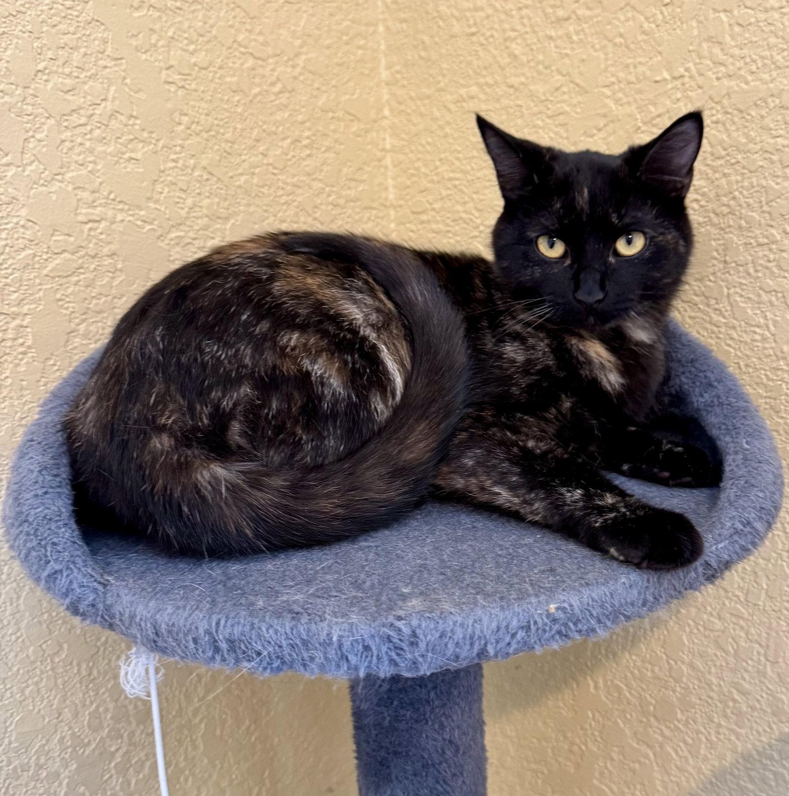 Willow, Adoptable, Kitten Female Domestic Short Hair.