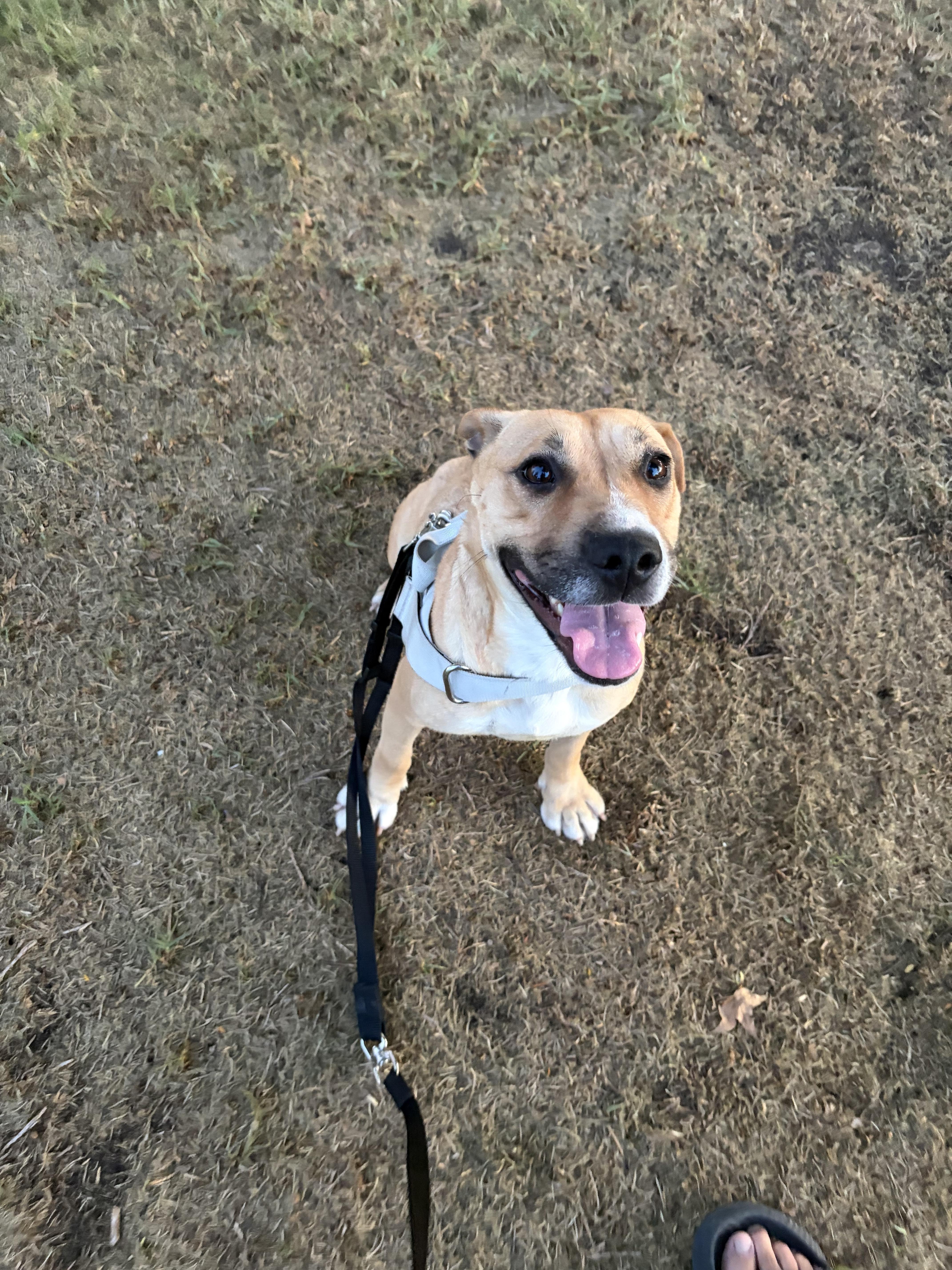 Enlarge Freya, a ADOPTABLE mixed breed in Corona, CA image 2/4