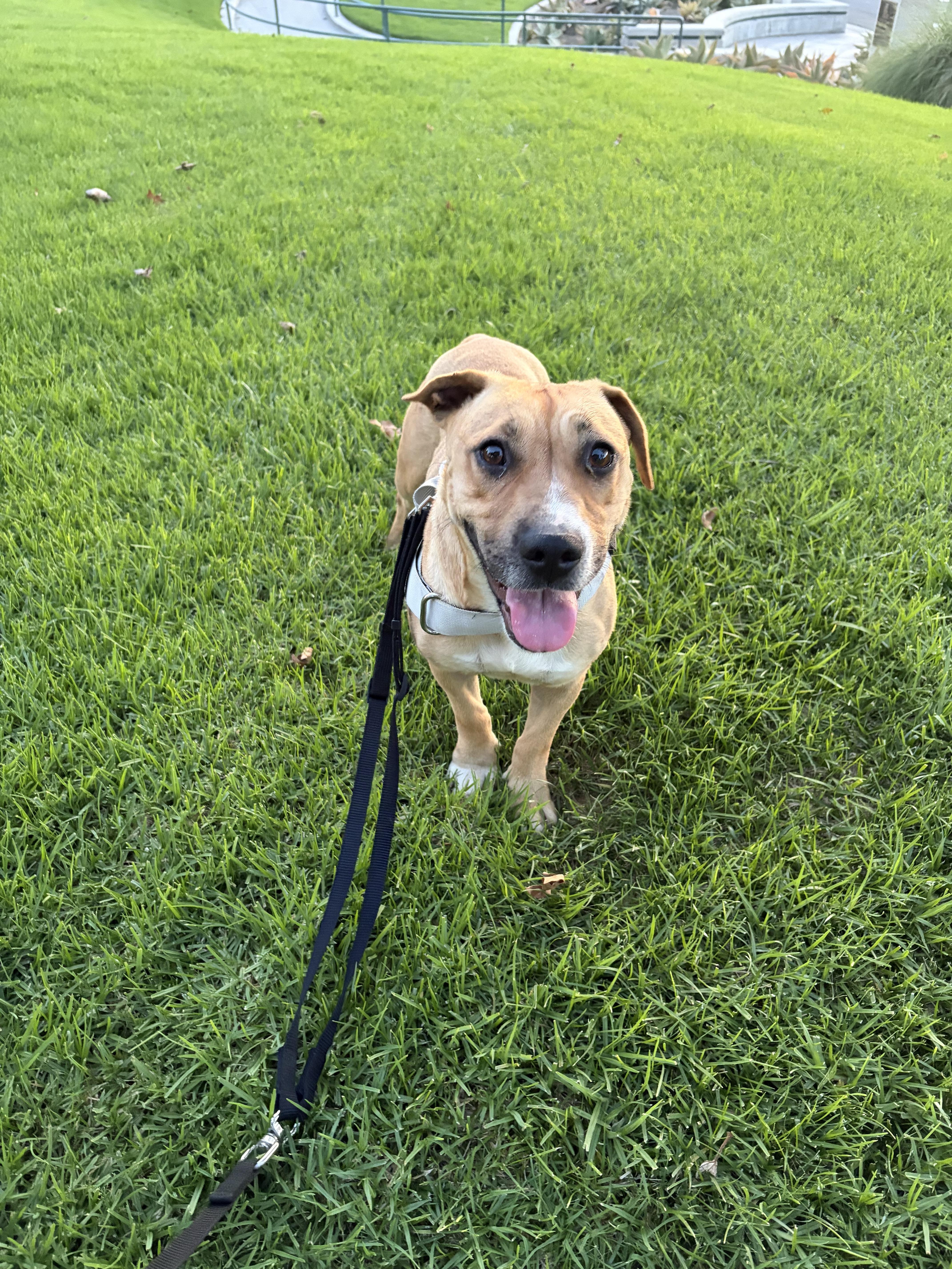 Freya, ADOPTABLE, Young Female American Staffordshire Terrier & Bull Terrier.