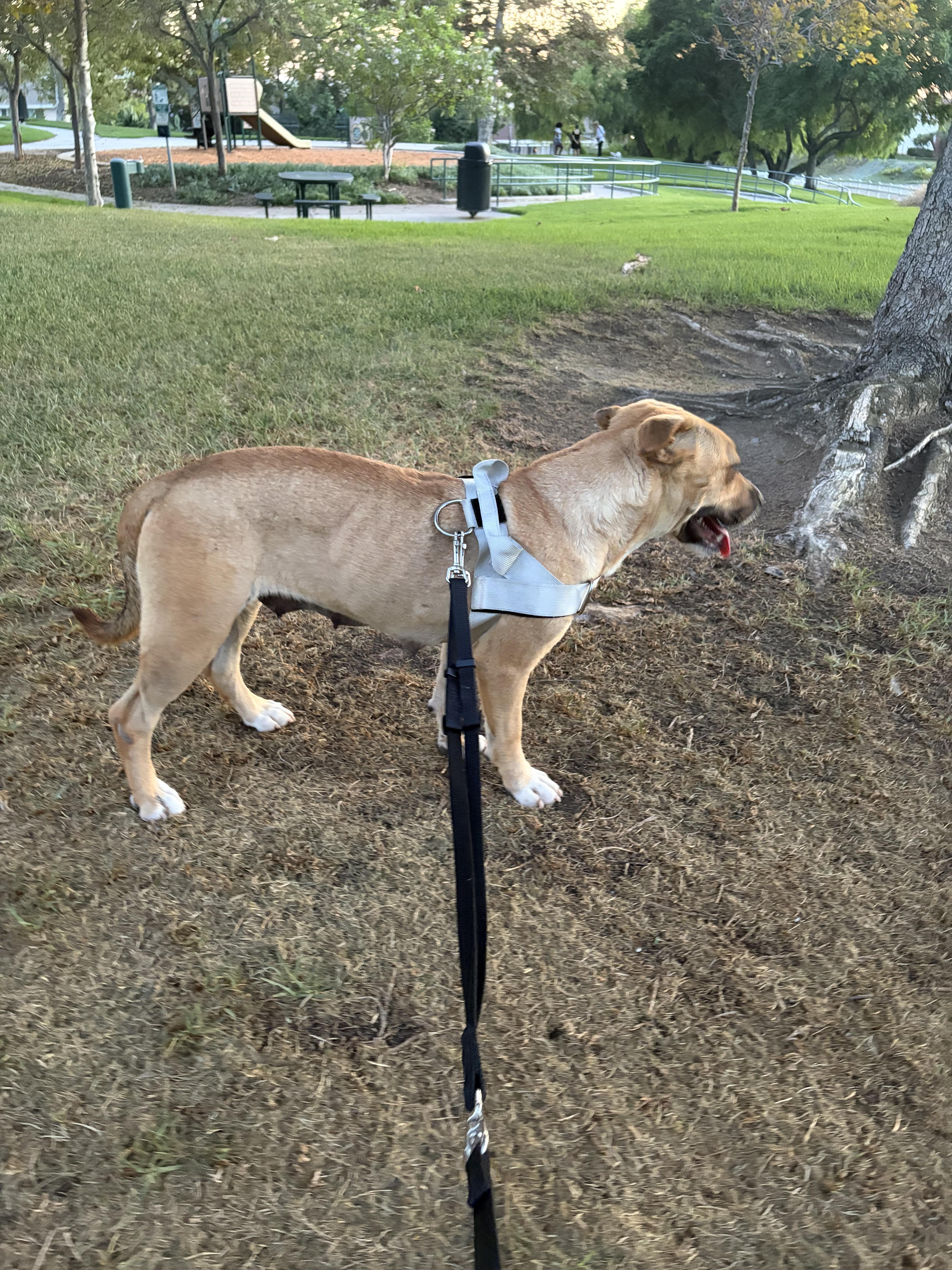 Enlarge Freya, a ADOPTABLE mixed breed in Corona, CA image 4/4