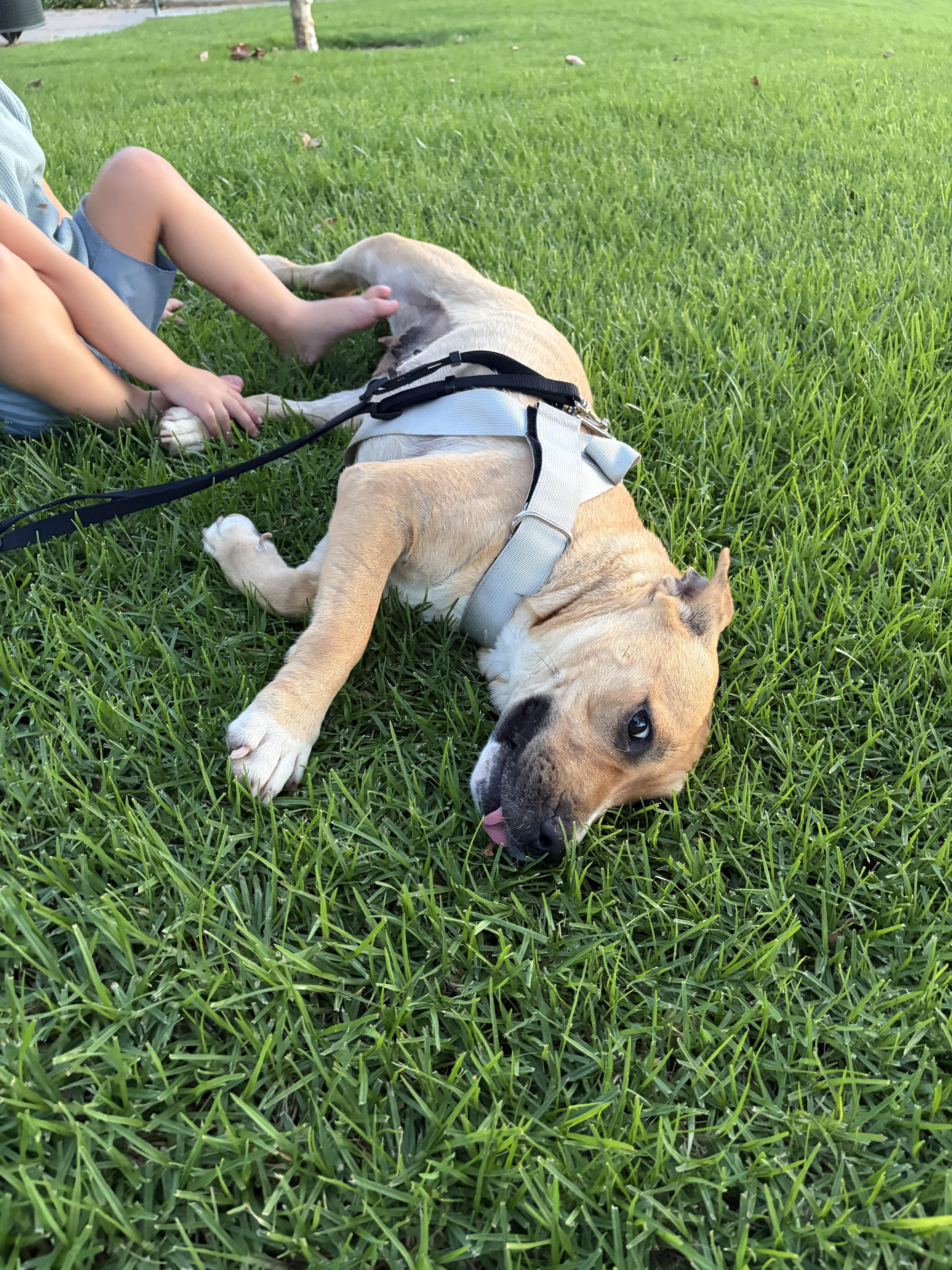 Enlarge Freya, a ADOPTABLE mixed breed in Corona, CA image 3/4