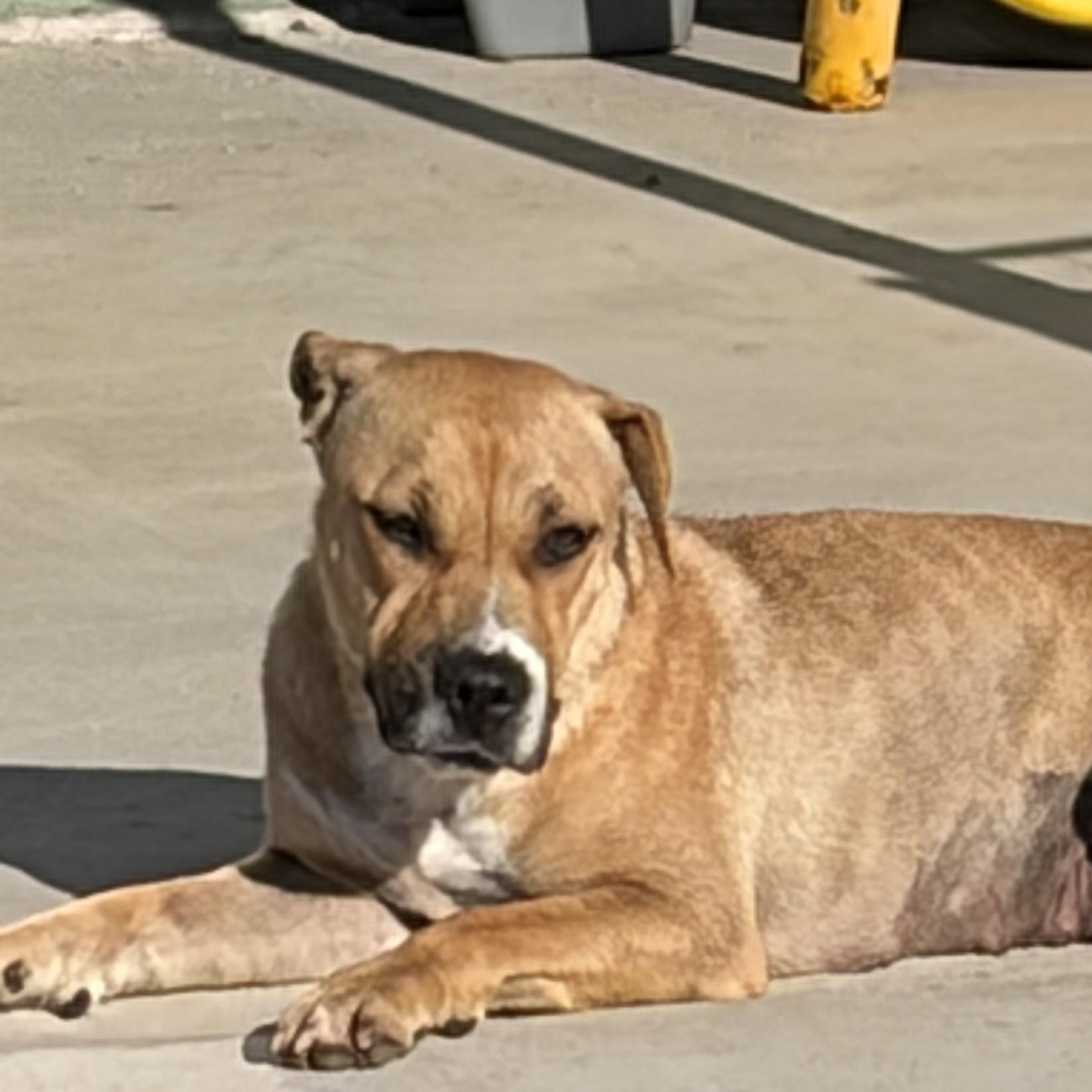 Freya, a ADOPTABLE mixed breed in Corona, CA image 1/2