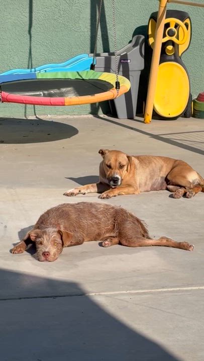 Enlarge Freya, a ADOPTABLE mixed breed in Corona, CA video 2/2