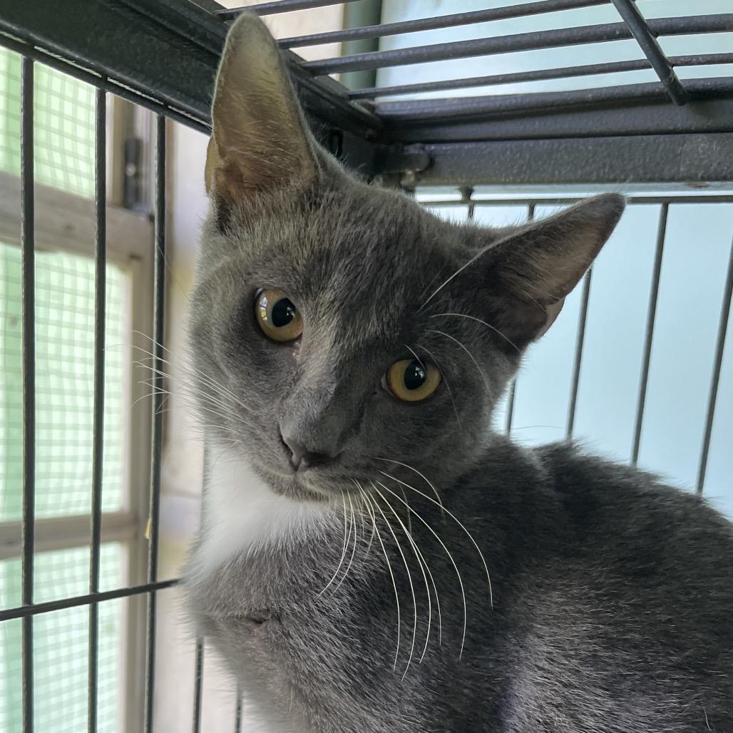 Sterling, Adoptable, Young Male Domestic Short Hair.
