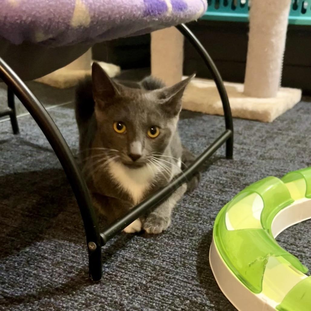 Enlarge Sterling, a Adoptable Domestic Short Hair in Sarasota, FL image 2/4