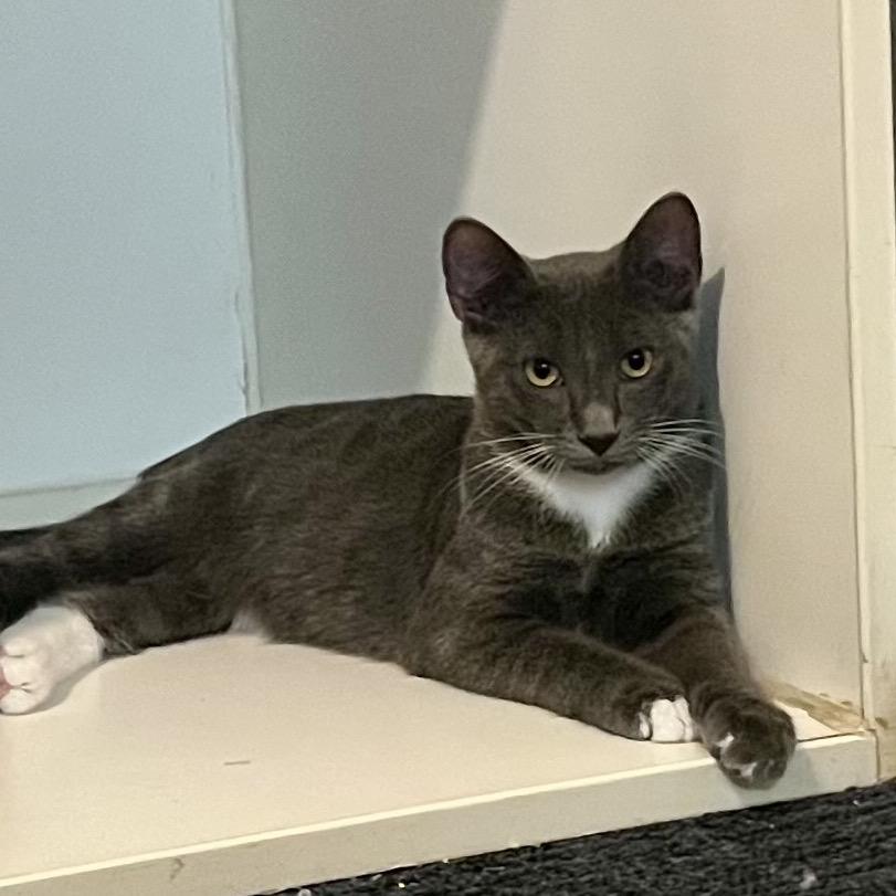Enlarge Sterling, a Adoptable Domestic Short Hair in Sarasota, FL image 3/4