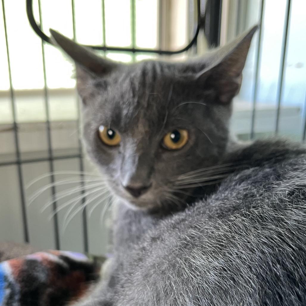 Enlarge Sterling, a Adoptable Domestic Short Hair in Sarasota, FL image 4/4