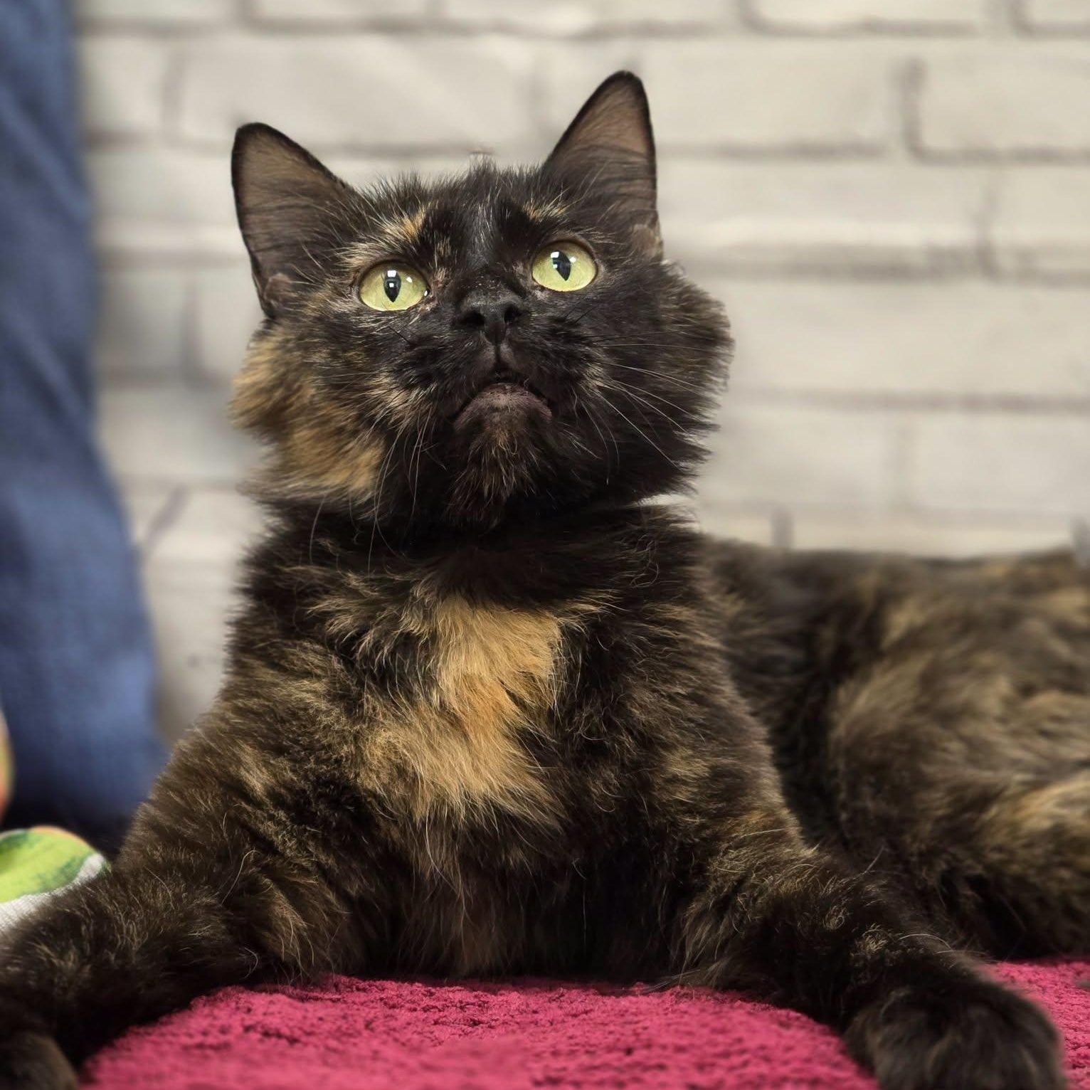 Martini, an adopted Domestic Long Hair in Effingham, IL image 2/2
