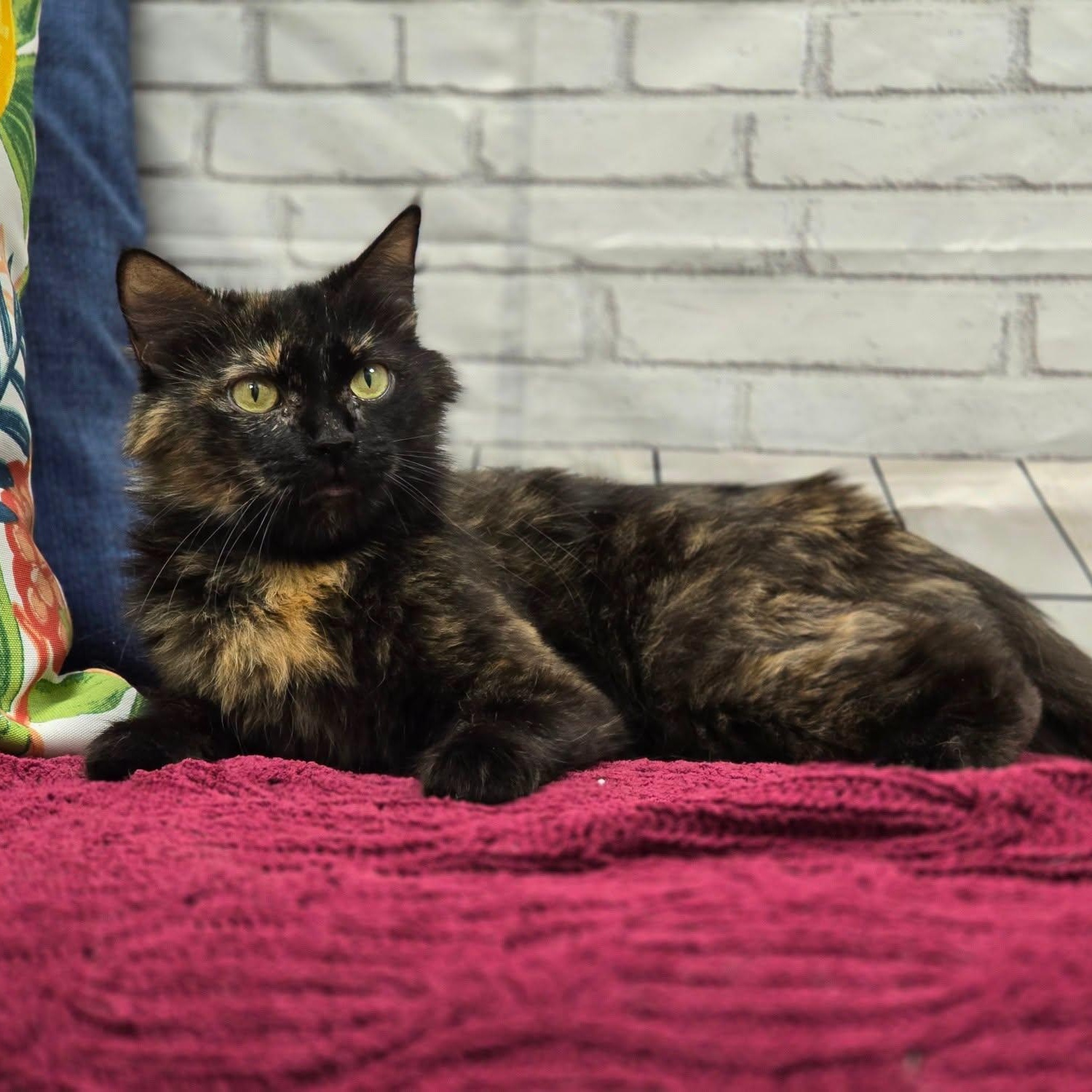 Martini, an adopted Domestic Long Hair in Effingham, IL image 1/2