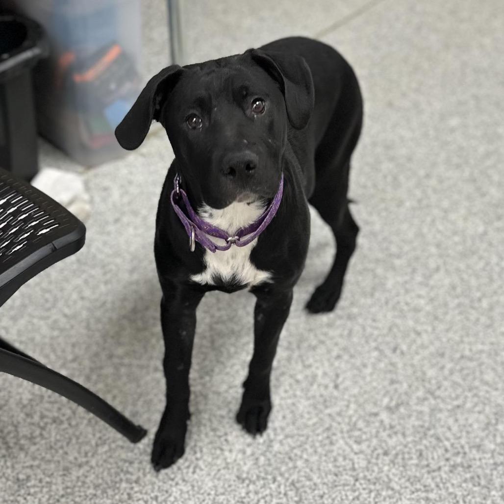 Davina, Adoptable, Adult Female Black Labrador Retriever & Pit Bull Terrier.