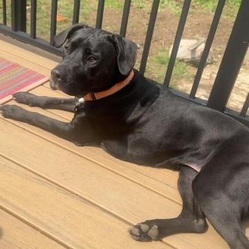 Davina, Adoptable, Adult Female Black Labrador Retriever & Pit Bull Terrier.