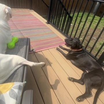 Enlarge Davina, a Adoptable mixed breed in Delaware, OH image 2/5