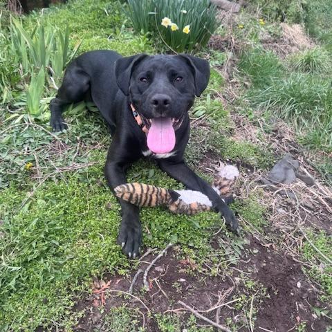 Enlarge Davina, a Adoptable mixed breed in Delaware, OH image 3/5