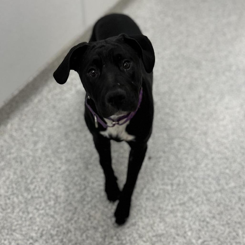 Enlarge Davina, a Adoptable mixed breed in Delaware, OH image 4/5