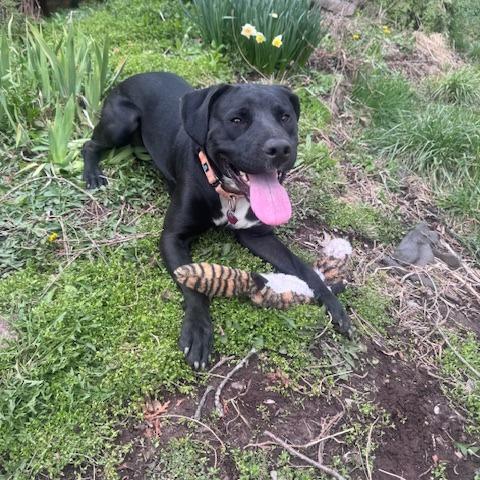 Enlarge Davina, a Adoptable mixed breed in Delaware, OH image 5/5