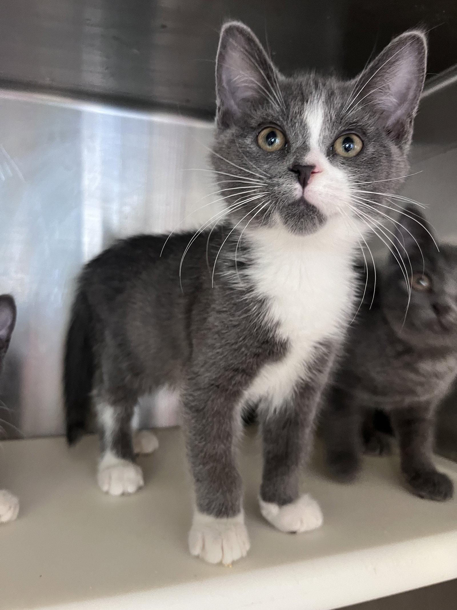 Enlarge Bjorn, a Adoptable Domestic Short Hair in Carrollton, GA image 1/3