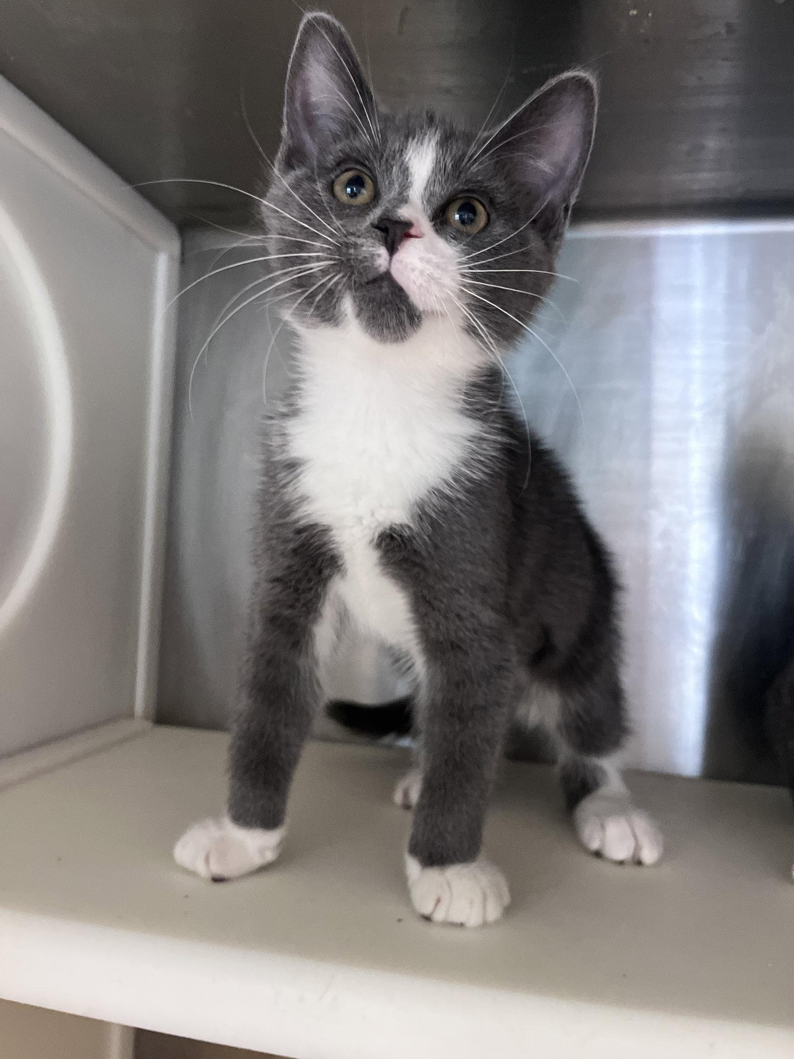 Enlarge Bjorn, a Adoptable Domestic Short Hair in Carrollton, GA image 2/3