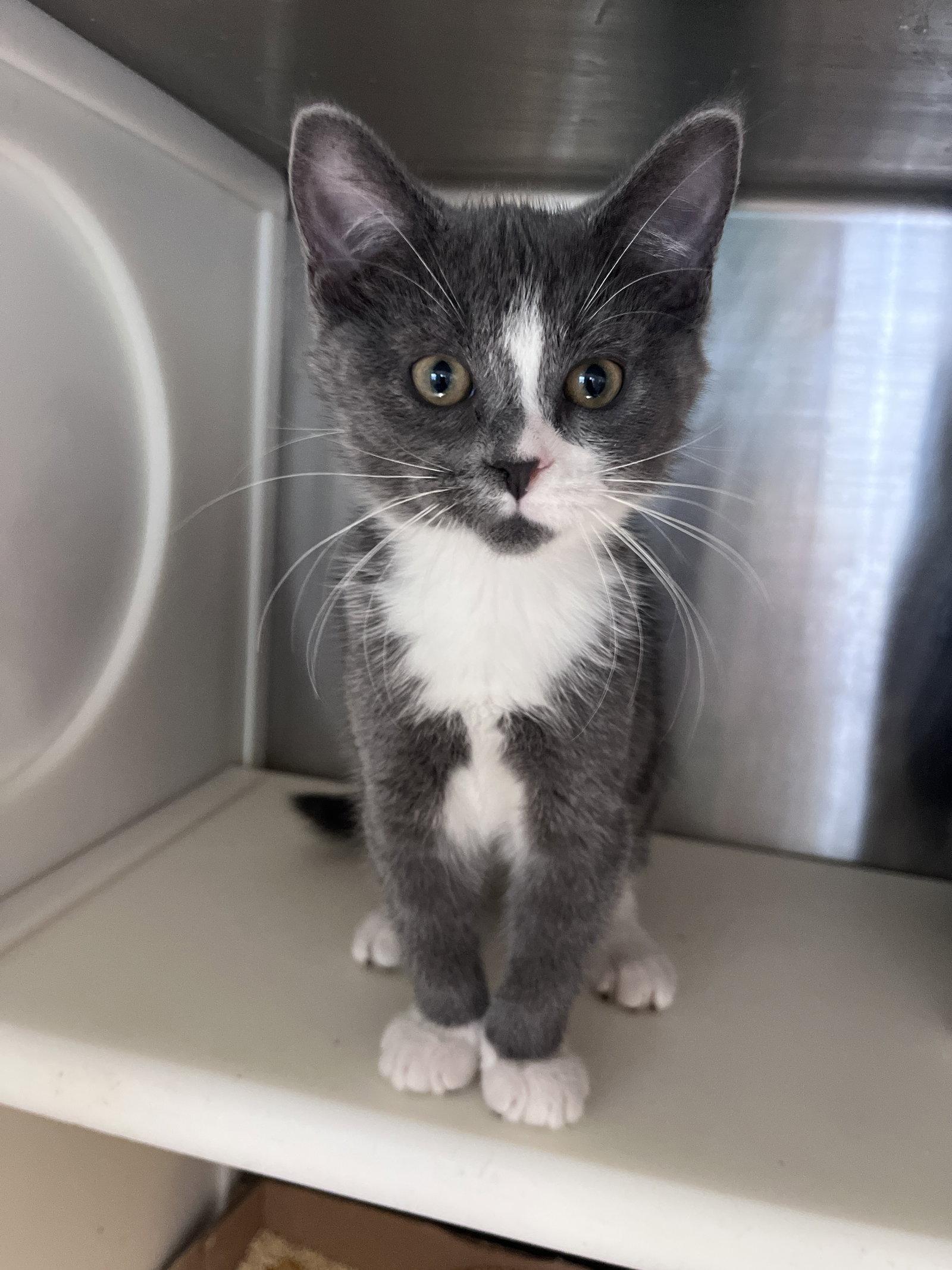 Enlarge Bjorn, a Adoptable Domestic Short Hair in Carrollton, GA image 3/3