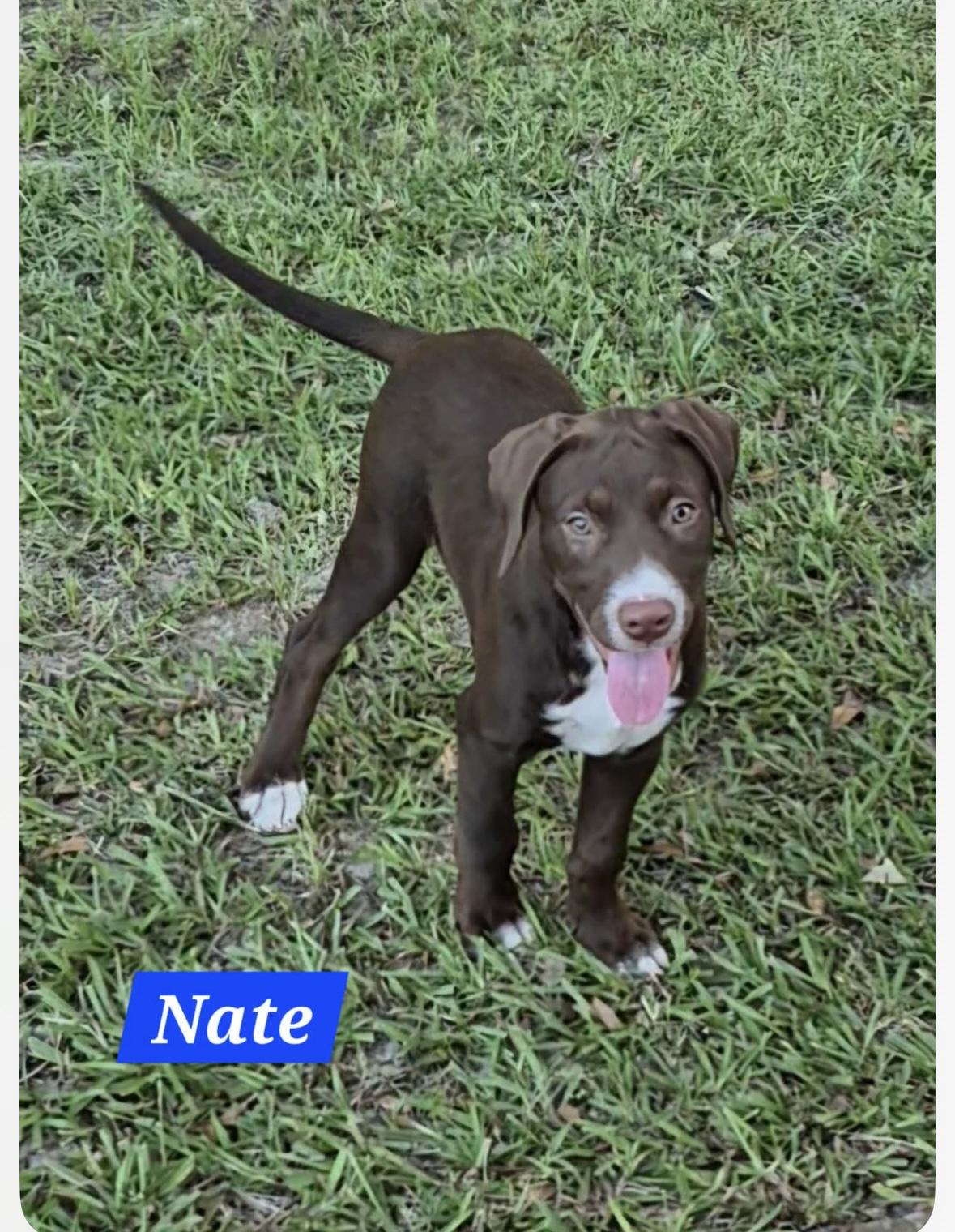 Nate, ADOPTABLE, Puppy Male Labrador Retriever.