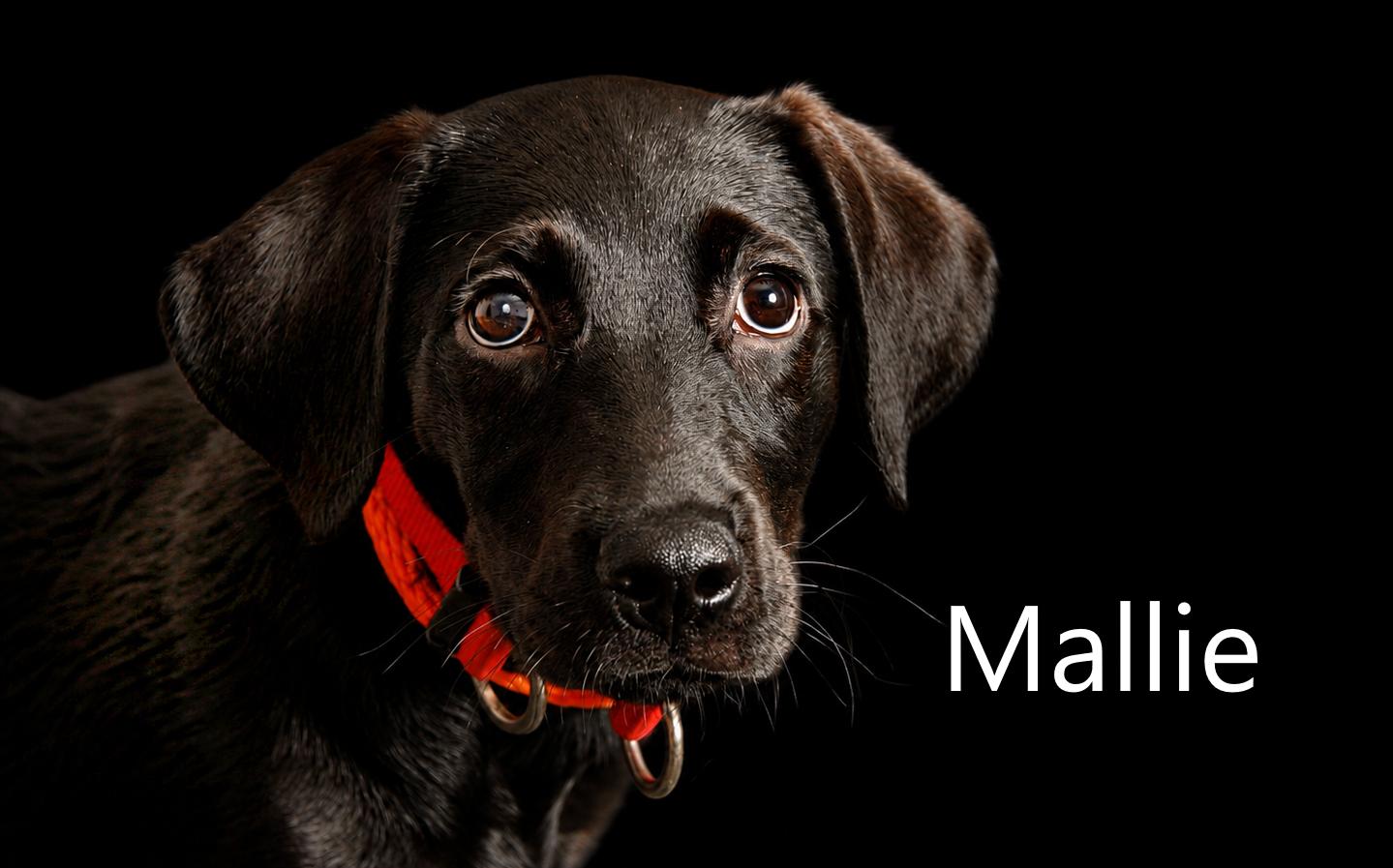 Enlarge Mallie, an adopted Retriever in Mount Vernon, OH image 1/2