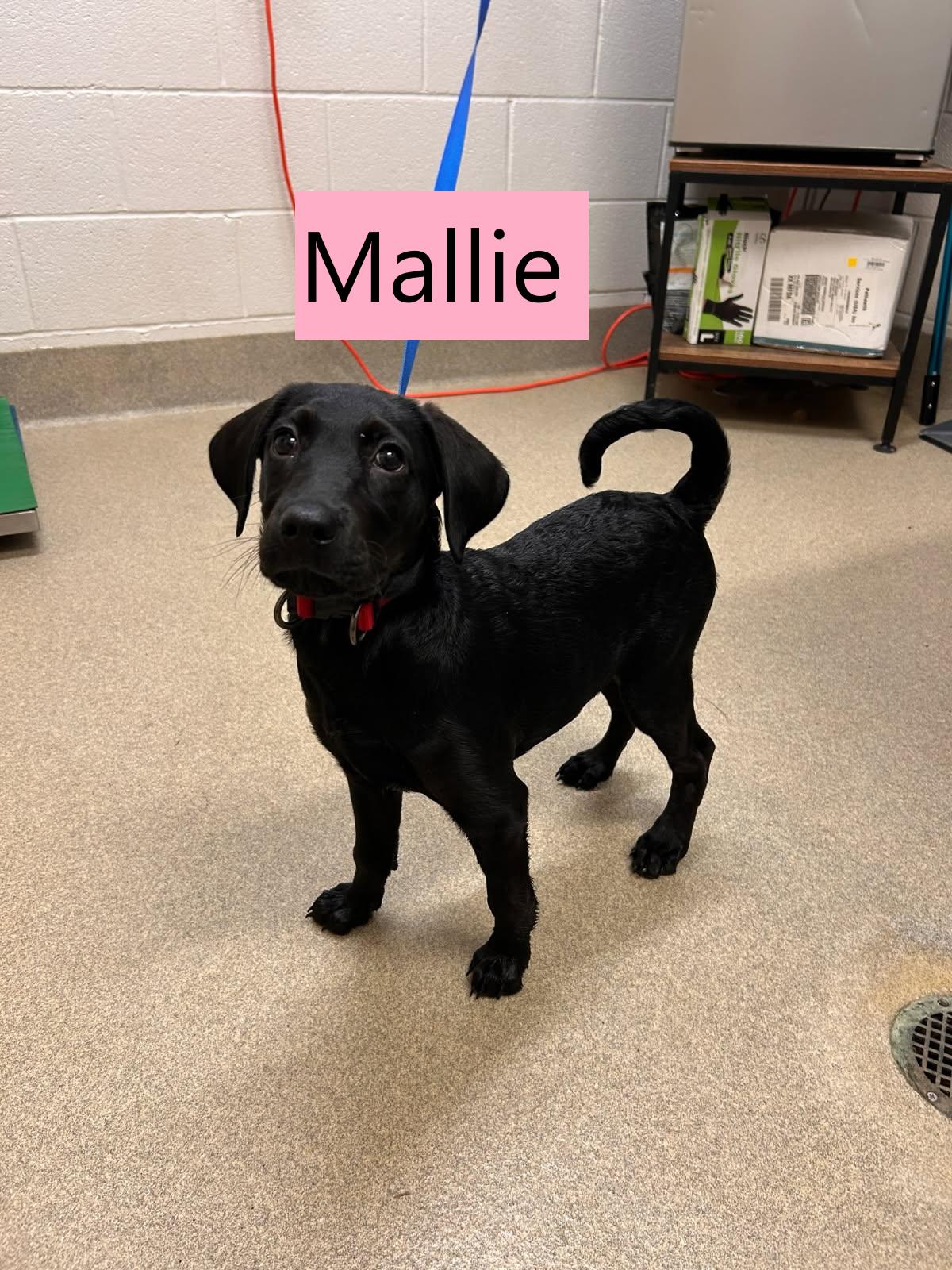Enlarge Mallie, an adopted Retriever in Mount Vernon, OH image 2/2