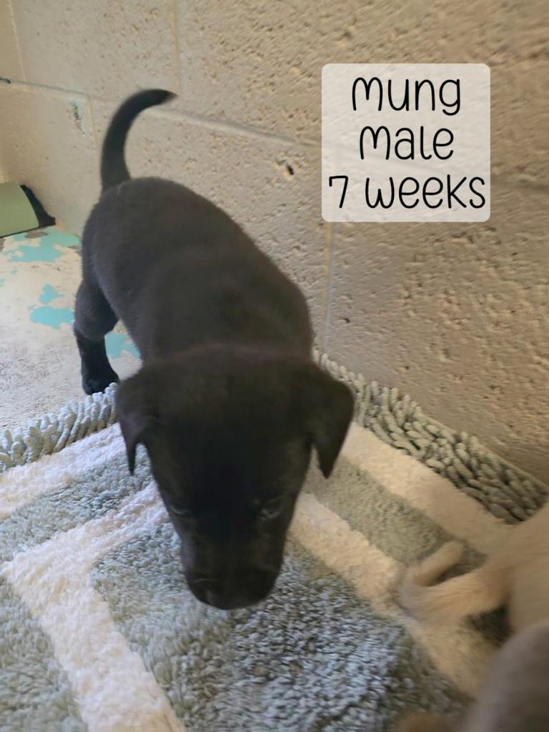 Enlarge Mung, a Adoptable Mixed Breed in Holbrook, AZ image 1/1