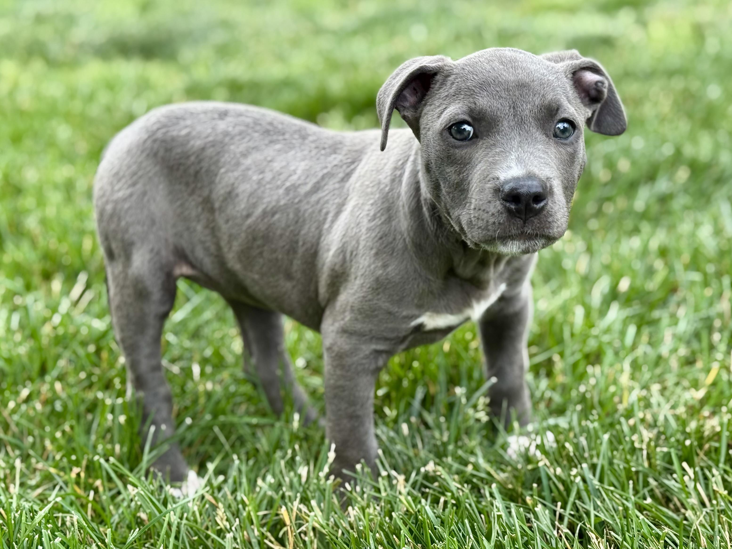 Birdie (The Masters litter), an adopted mixed breed in Mount Juliet, TN image 1/4