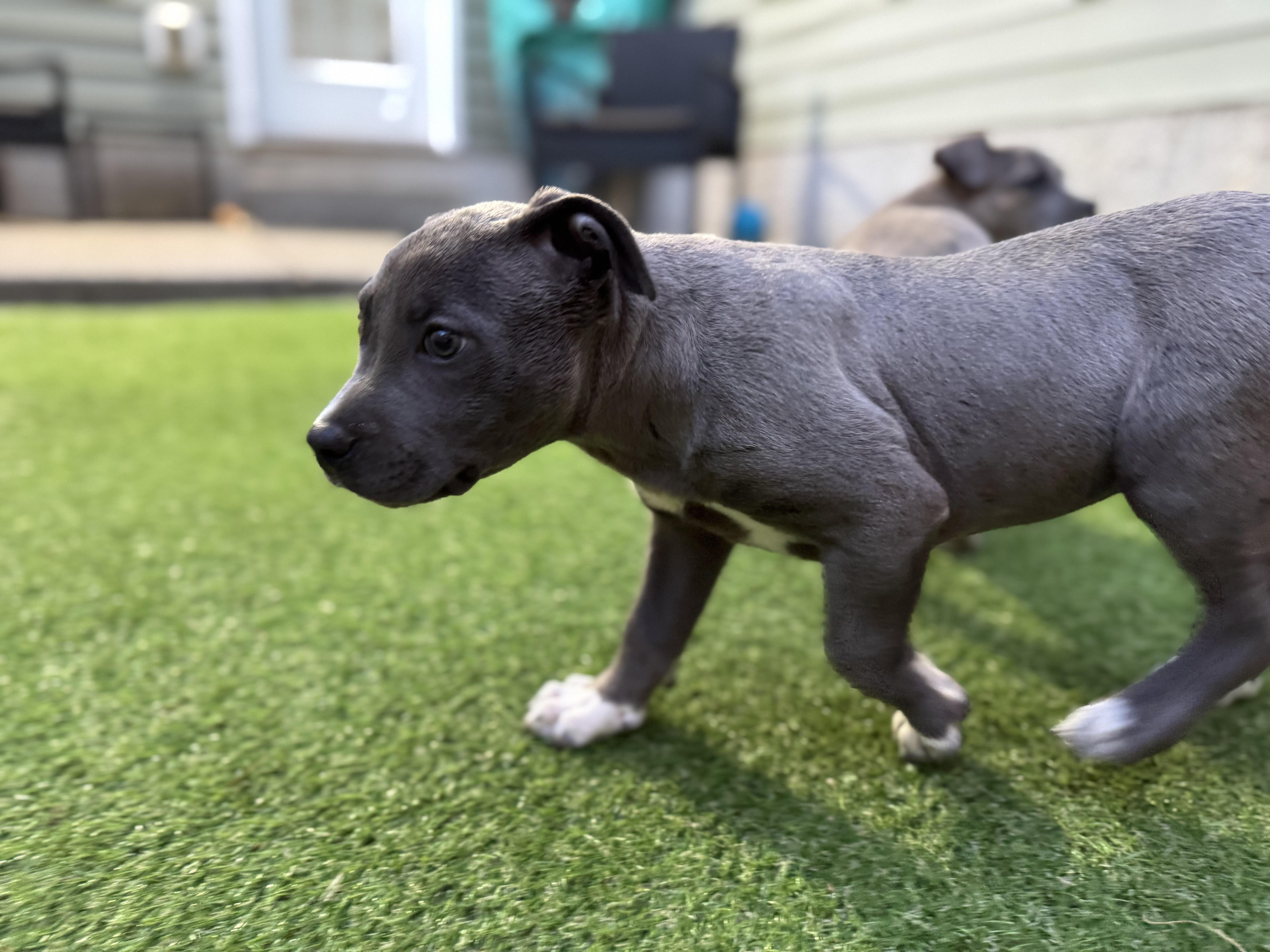 Birdie (The Masters litter), an adopted mixed breed in Mount Juliet, TN image 2/4