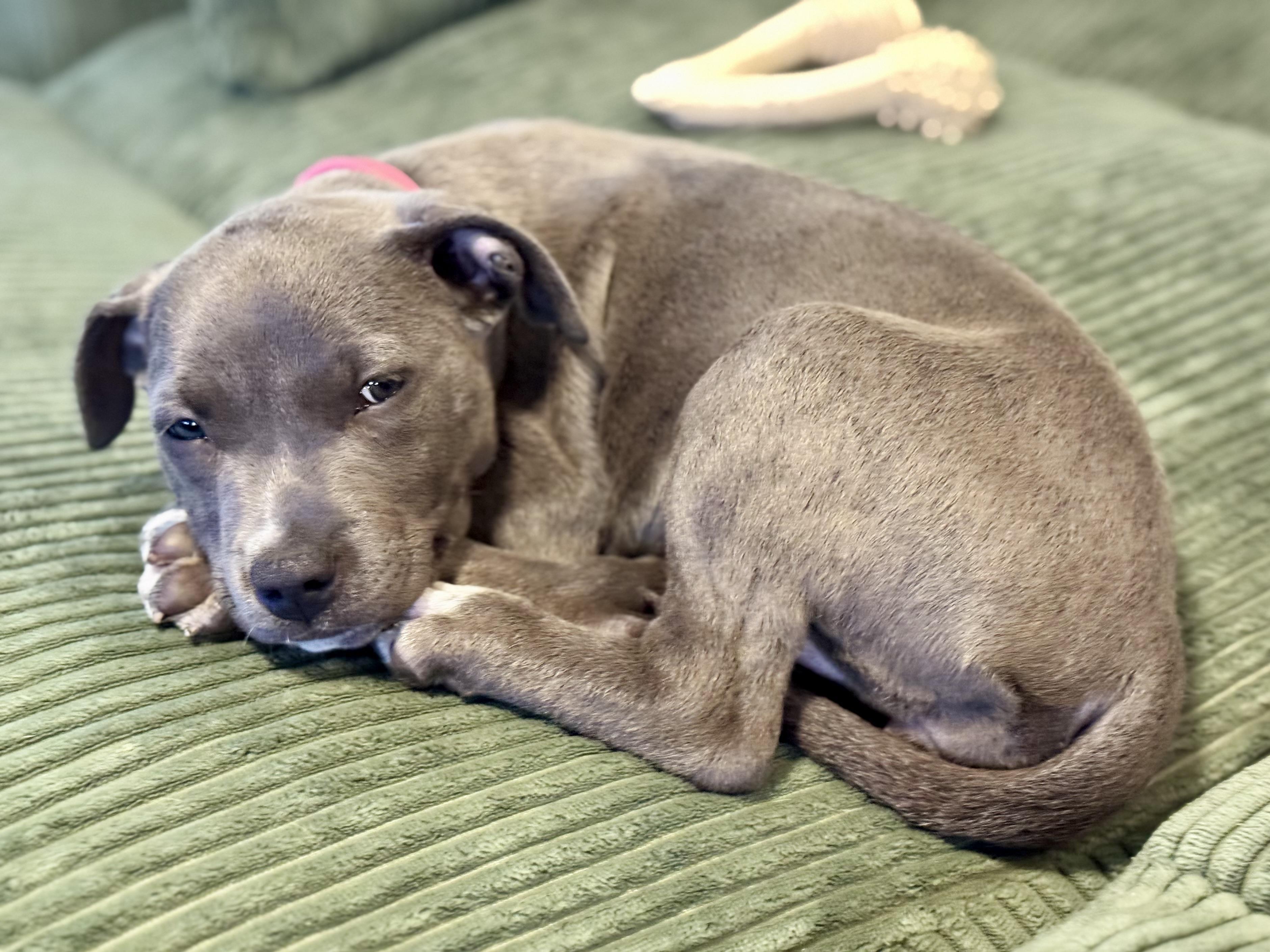 Birdie (The Masters litter), an adopted mixed breed in Mount Juliet, TN image 3/4