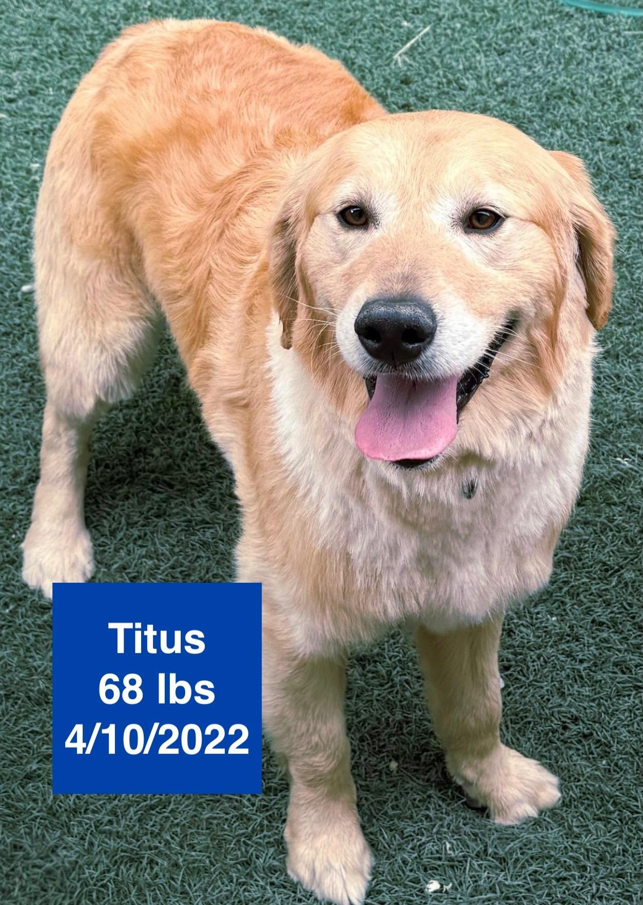 Enlarge Titus, a ADOPTABLE Golden Retriever in West Hollywood, CA image 5/6