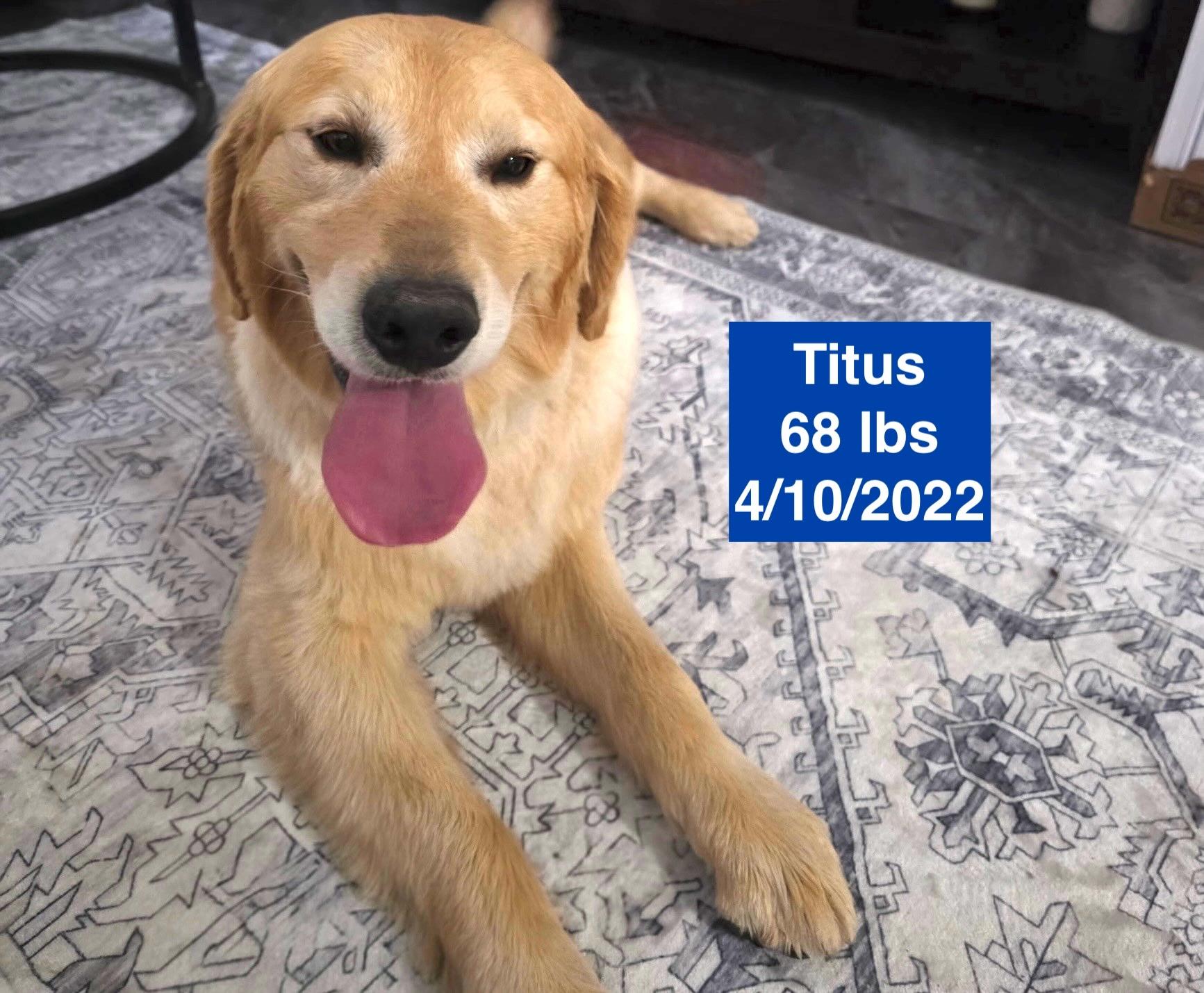 Enlarge Titus, a ADOPTABLE Golden Retriever in West Hollywood, CA image 4/6