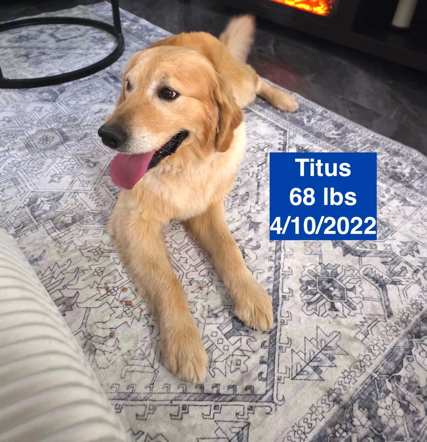 Enlarge Titus, a ADOPTABLE Golden Retriever in West Hollywood, CA image 6/6